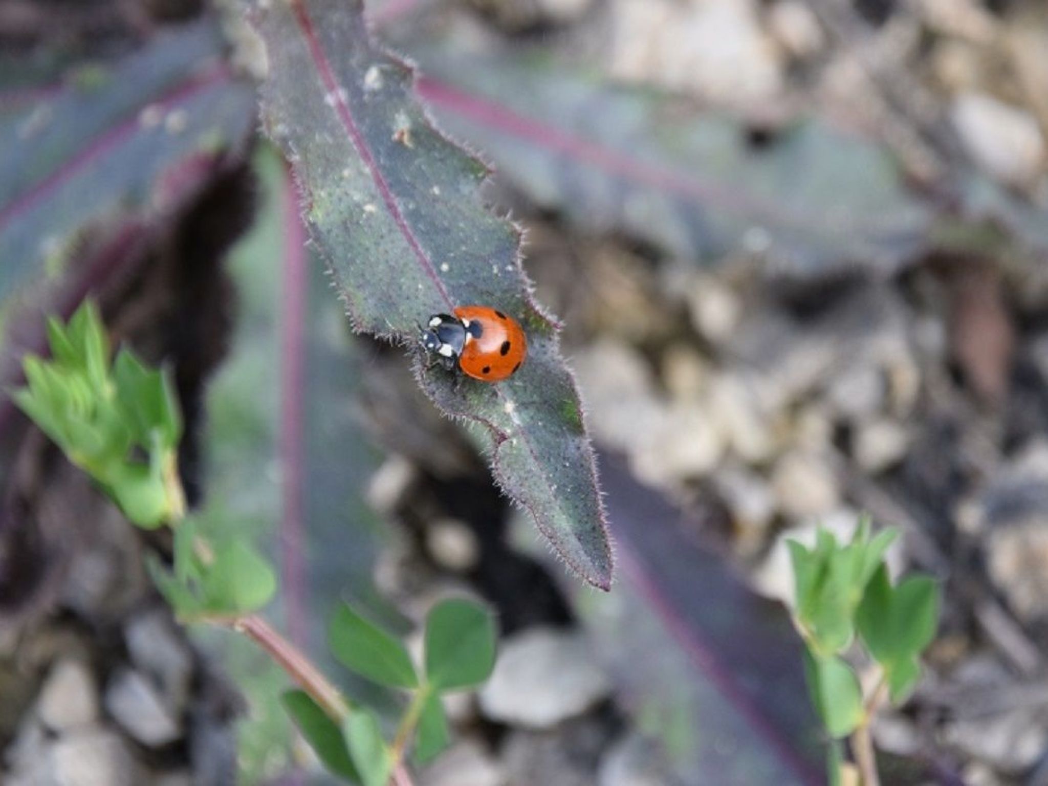 Stadt Apartement-Binnen
