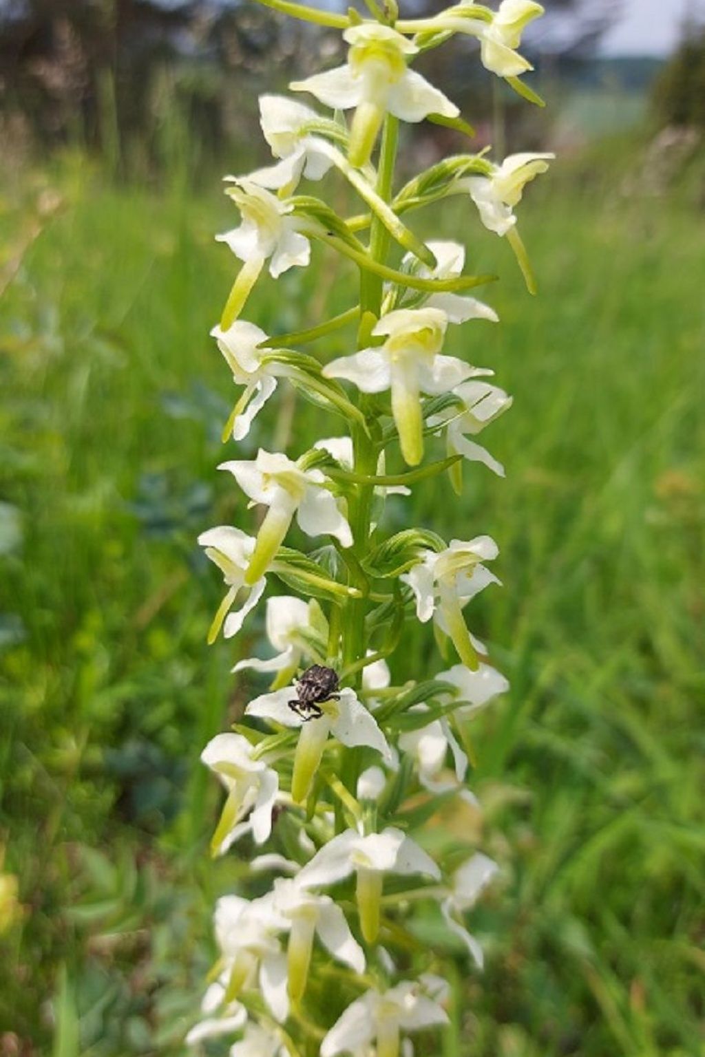 Stadt Apartement-Binnen