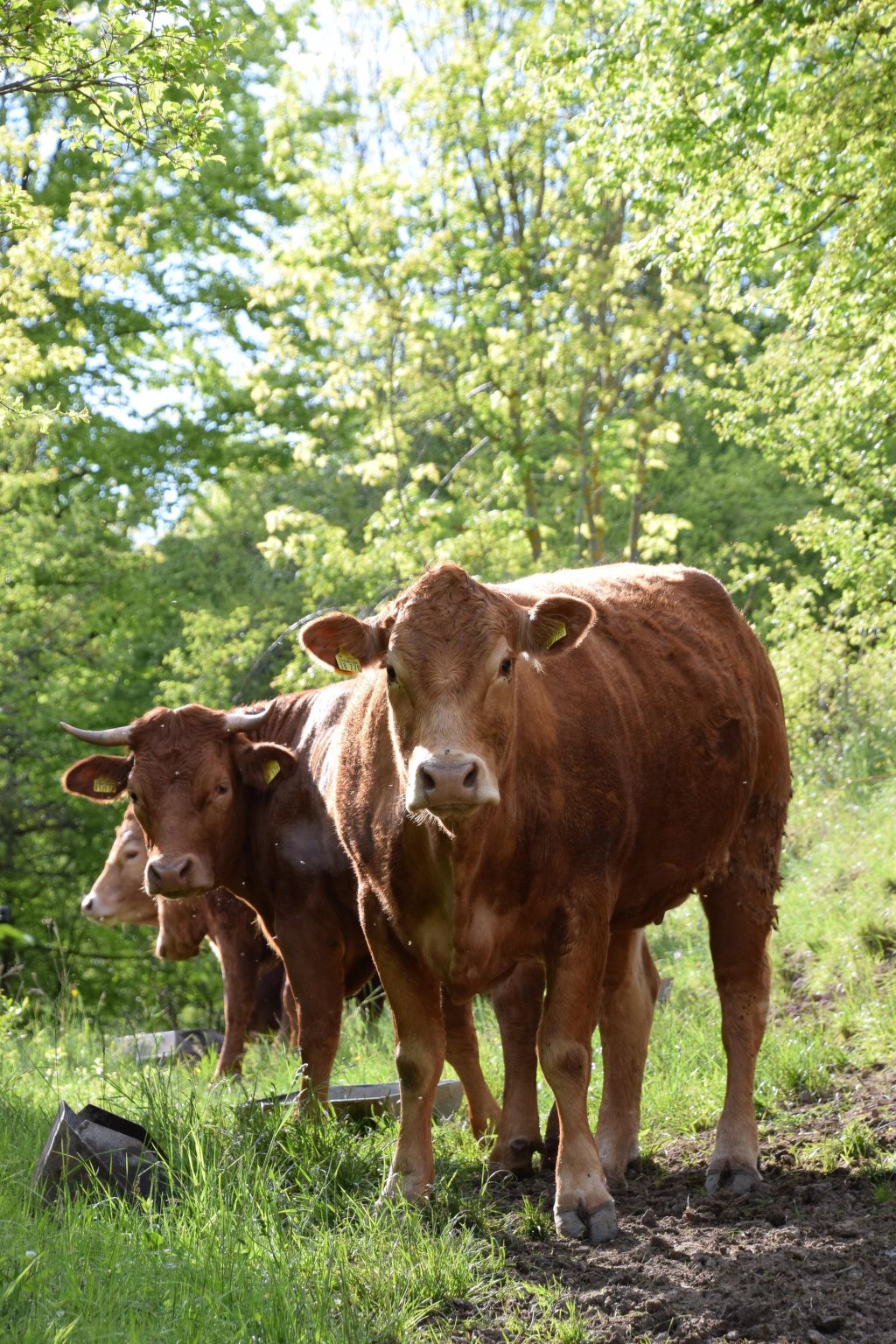 Stadt Apartement-Binnen