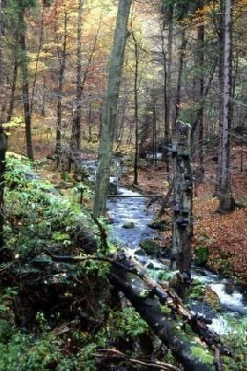 Gemütliche Ferienwohnung im Thüringer Wald-Binnen