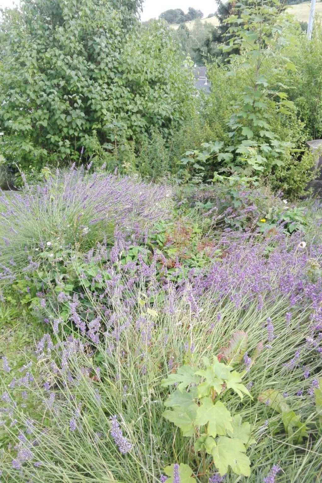 im Thüringer Wald mit Grill und Garten