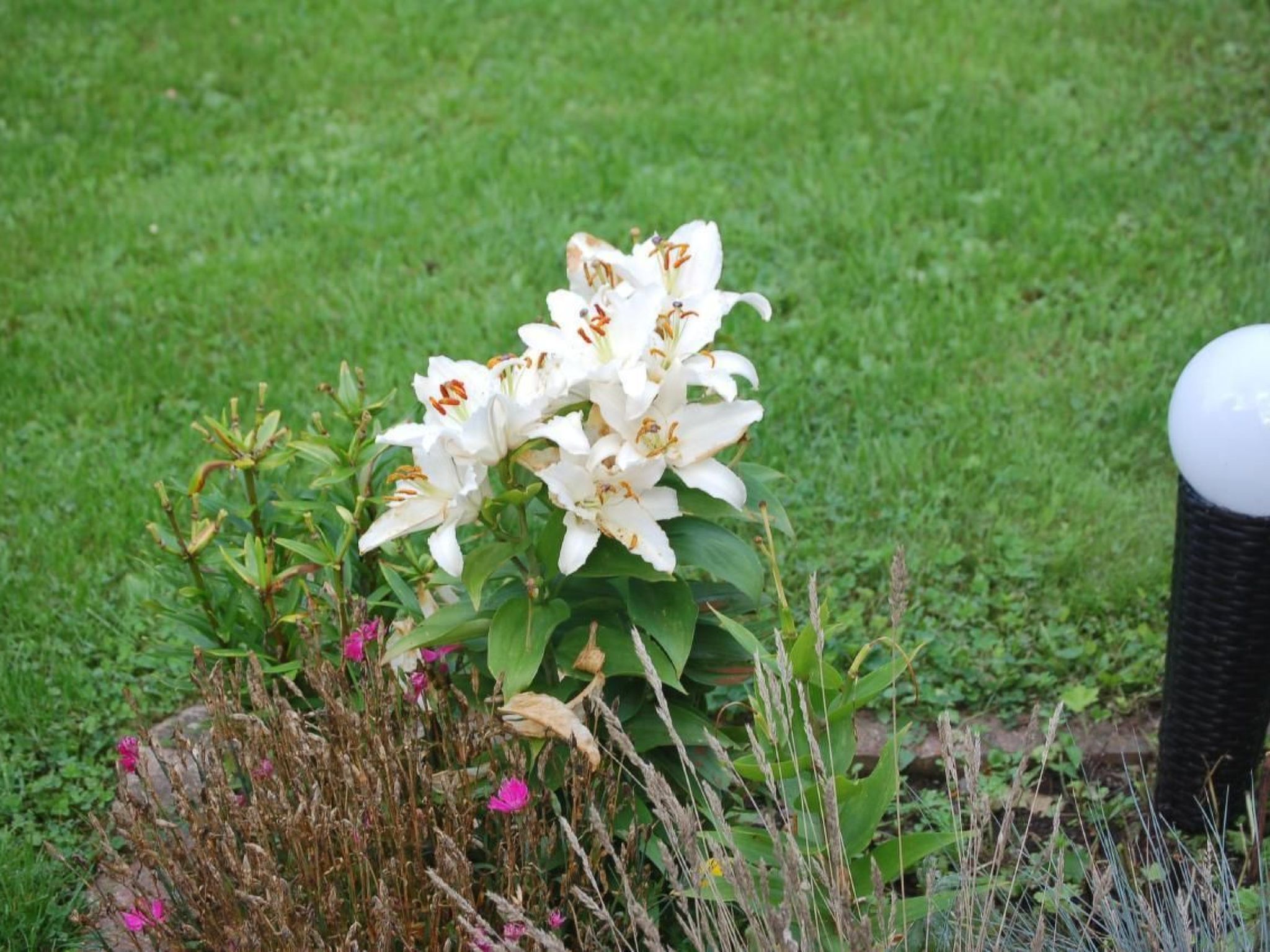 FeWo Nr 1 Harztor-Binnen