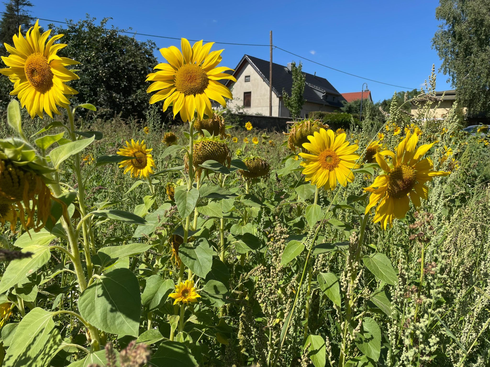Gärtnerhaus-Dehors
