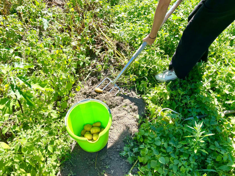 Holiday Rental Accommodation