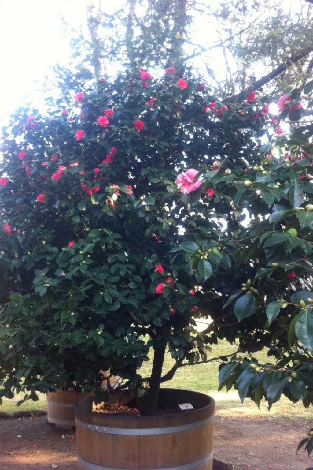 Moderne Ferienwohnung in Pillnitz-Drinnen