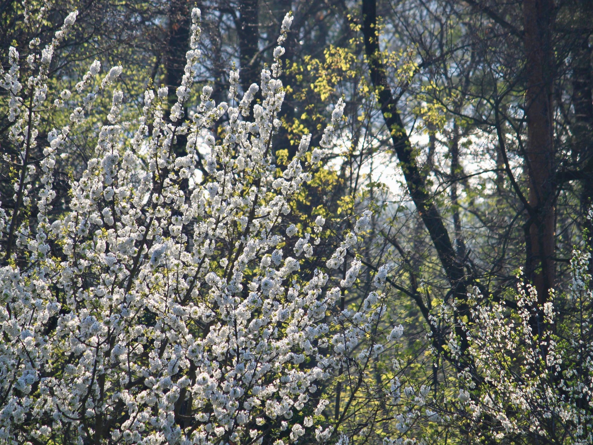 5-Sterne (Deutscher Tourismusverband) - Erholung wie ein König --Image-tags.info