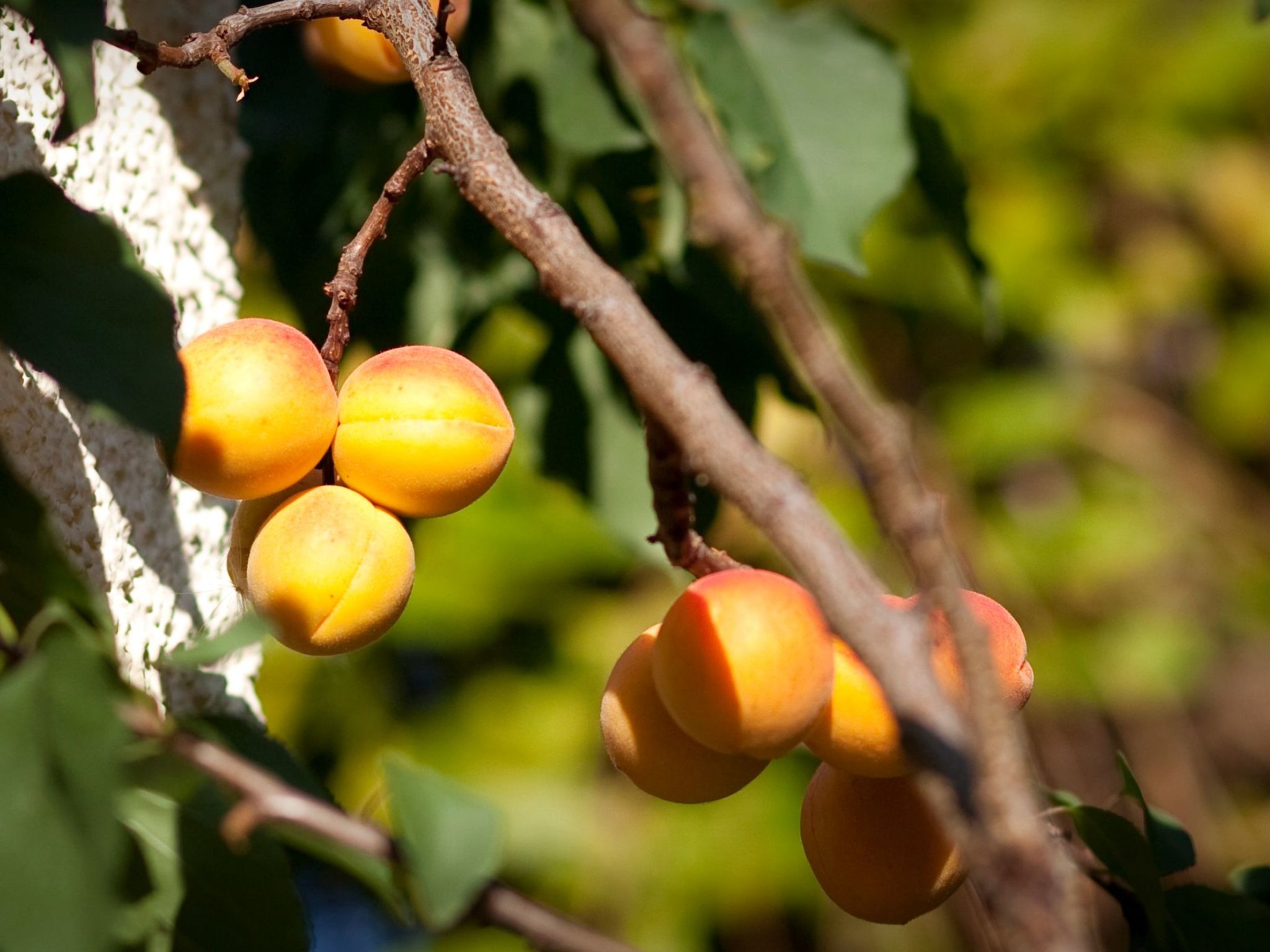 Fewo Ginkgo II-Drinnen