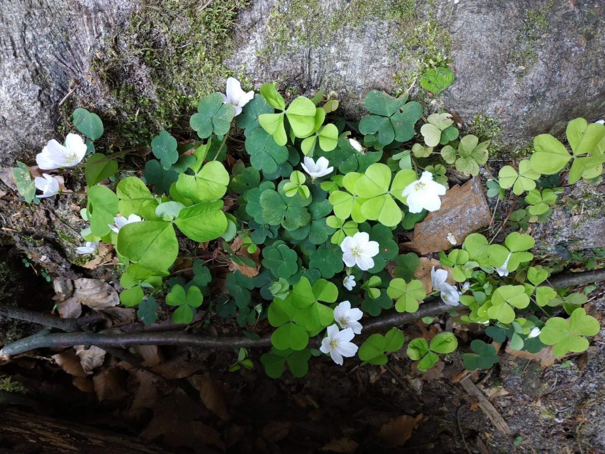 In Pirna mit Schöner Terrasse-Drinnen