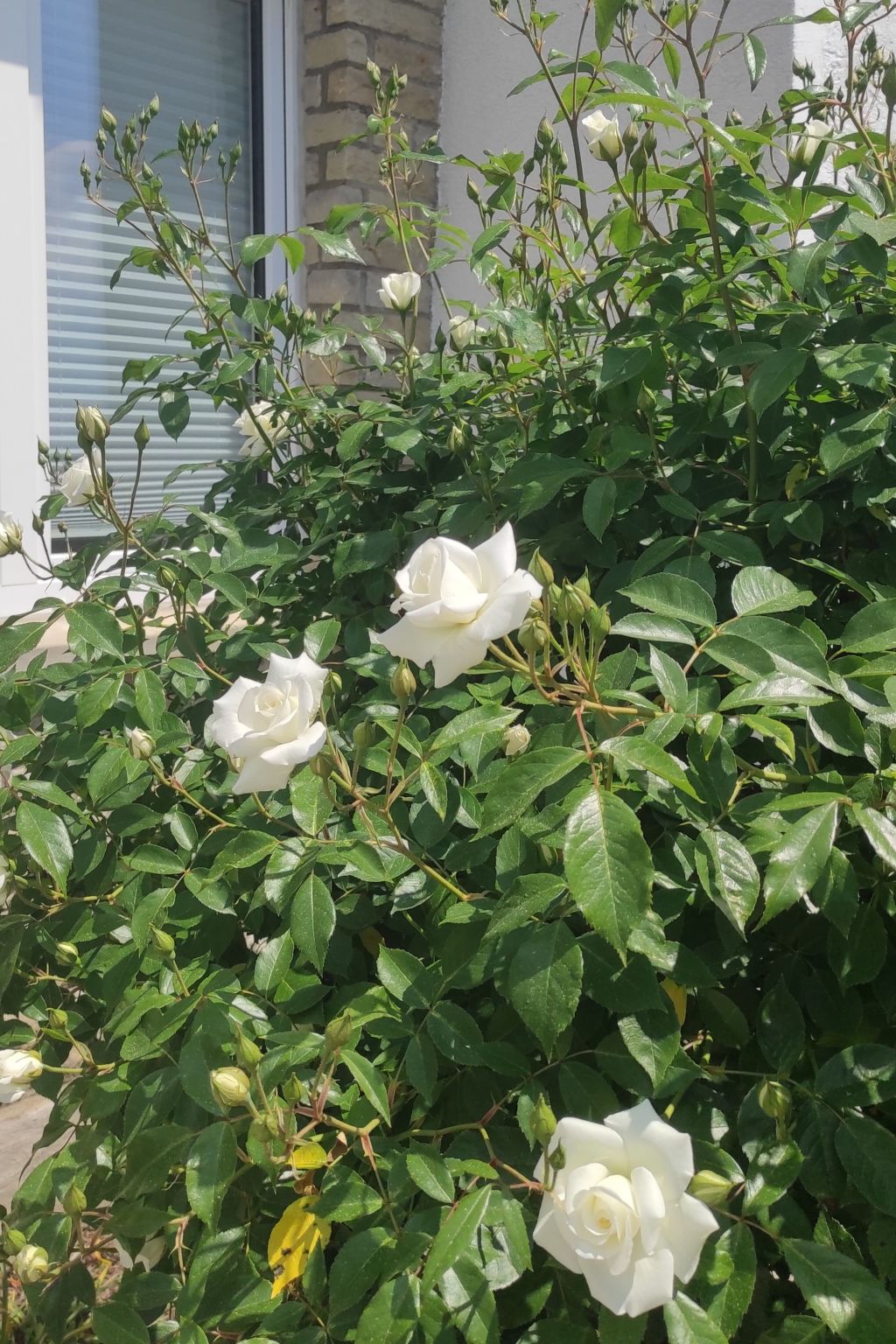 Dittrich in Pirna-Drinnen