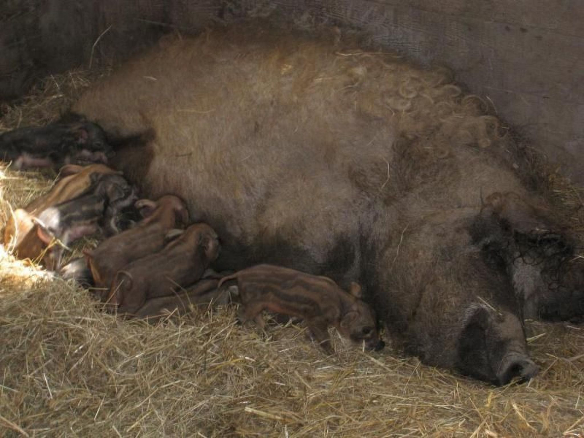 Kammbaude-Image-tags.info