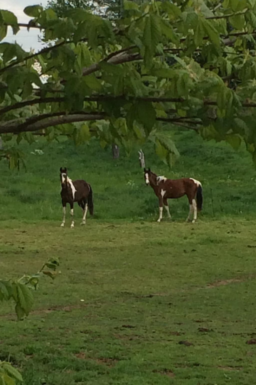 Pleissenhaus-Image-tags.info