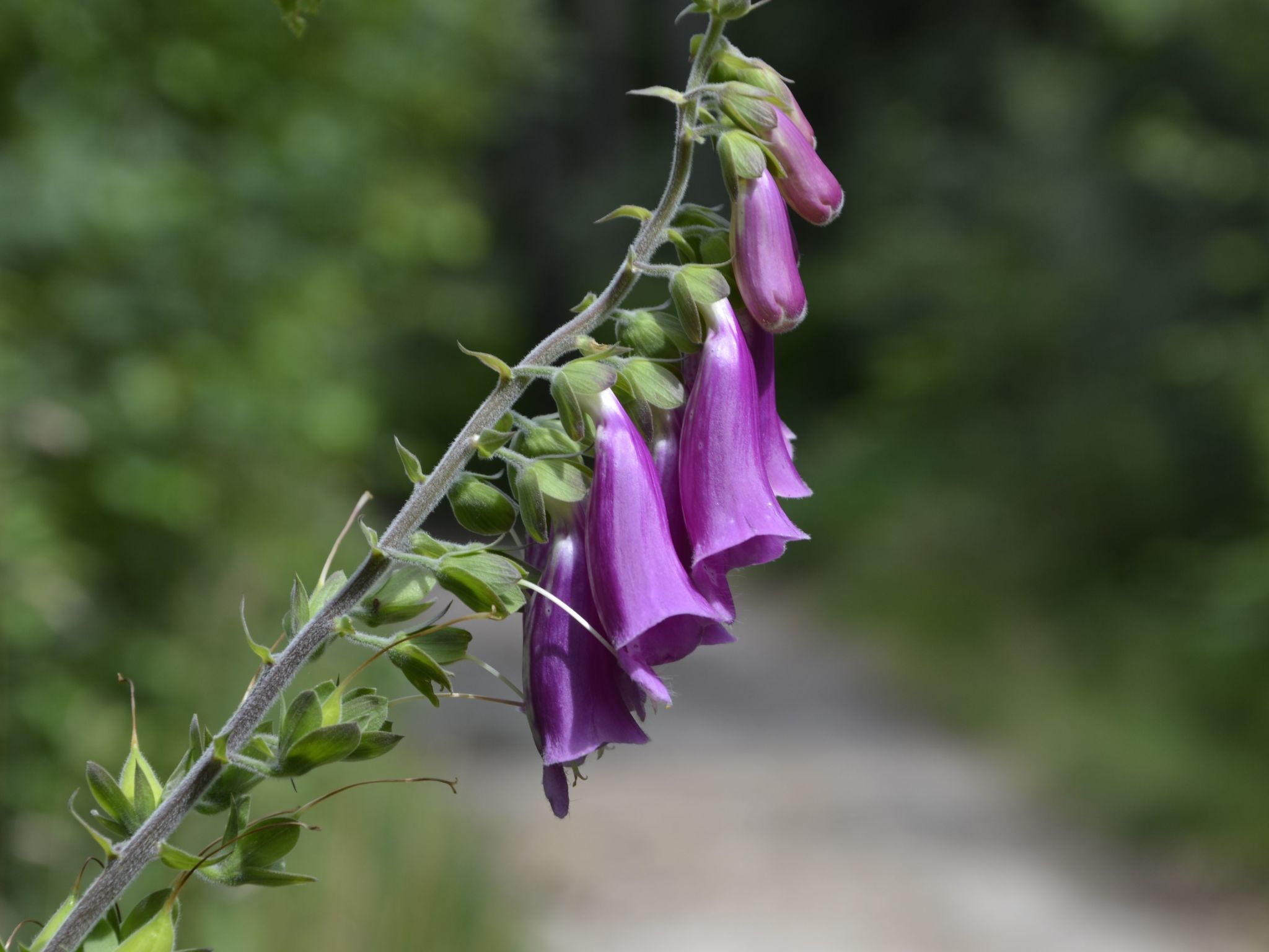 Panoramablick in Königstein-Drinnen