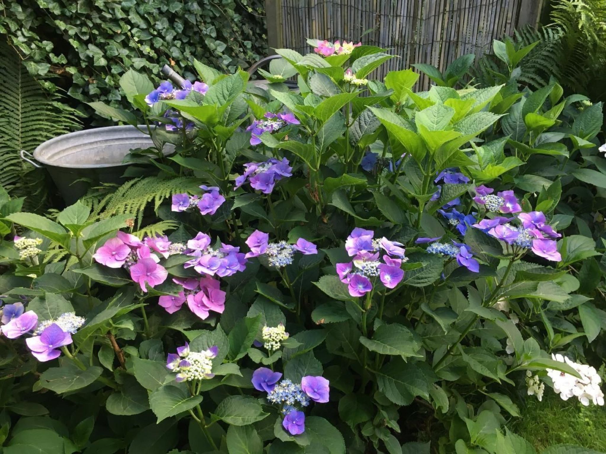Landlust, Stadtnah -  Fewo im ehemaligem Bauernhaus mit Sauna, Kaminofen und gr-Drinnen