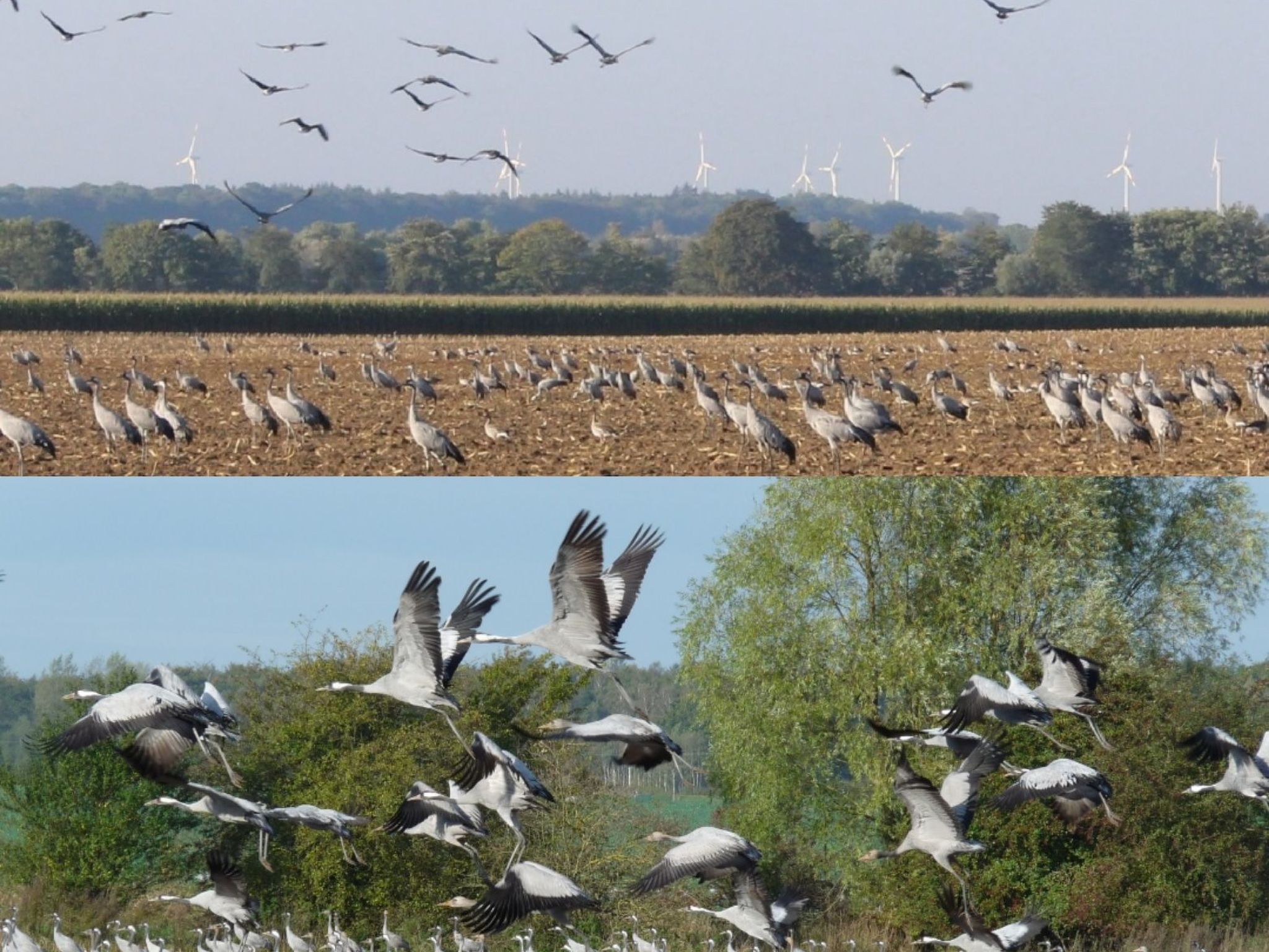 Janet Ratschkowski-Binnen