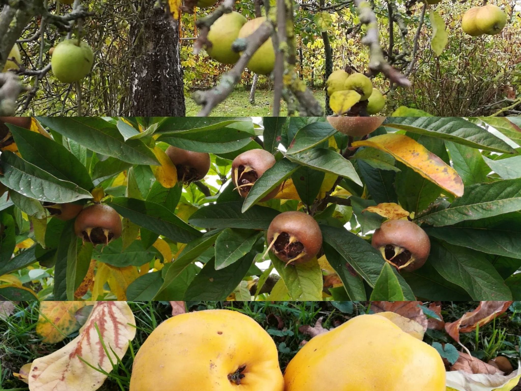 Janet Ratschkowski-Binnen