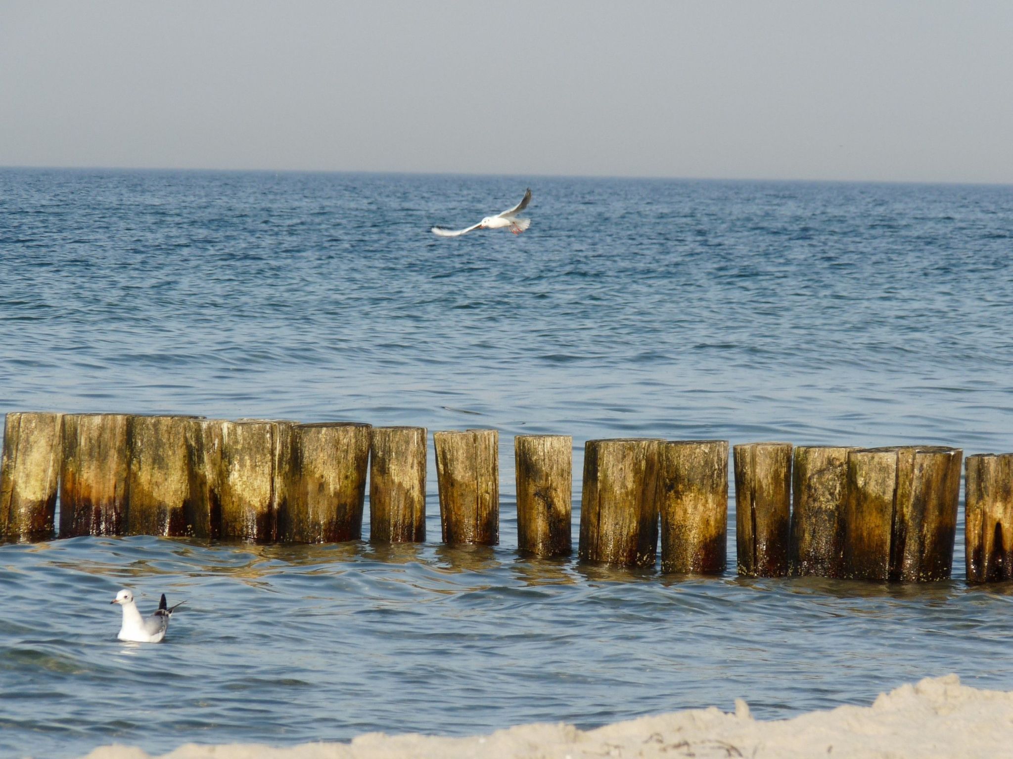 Janet Ratschkowski-Binnen