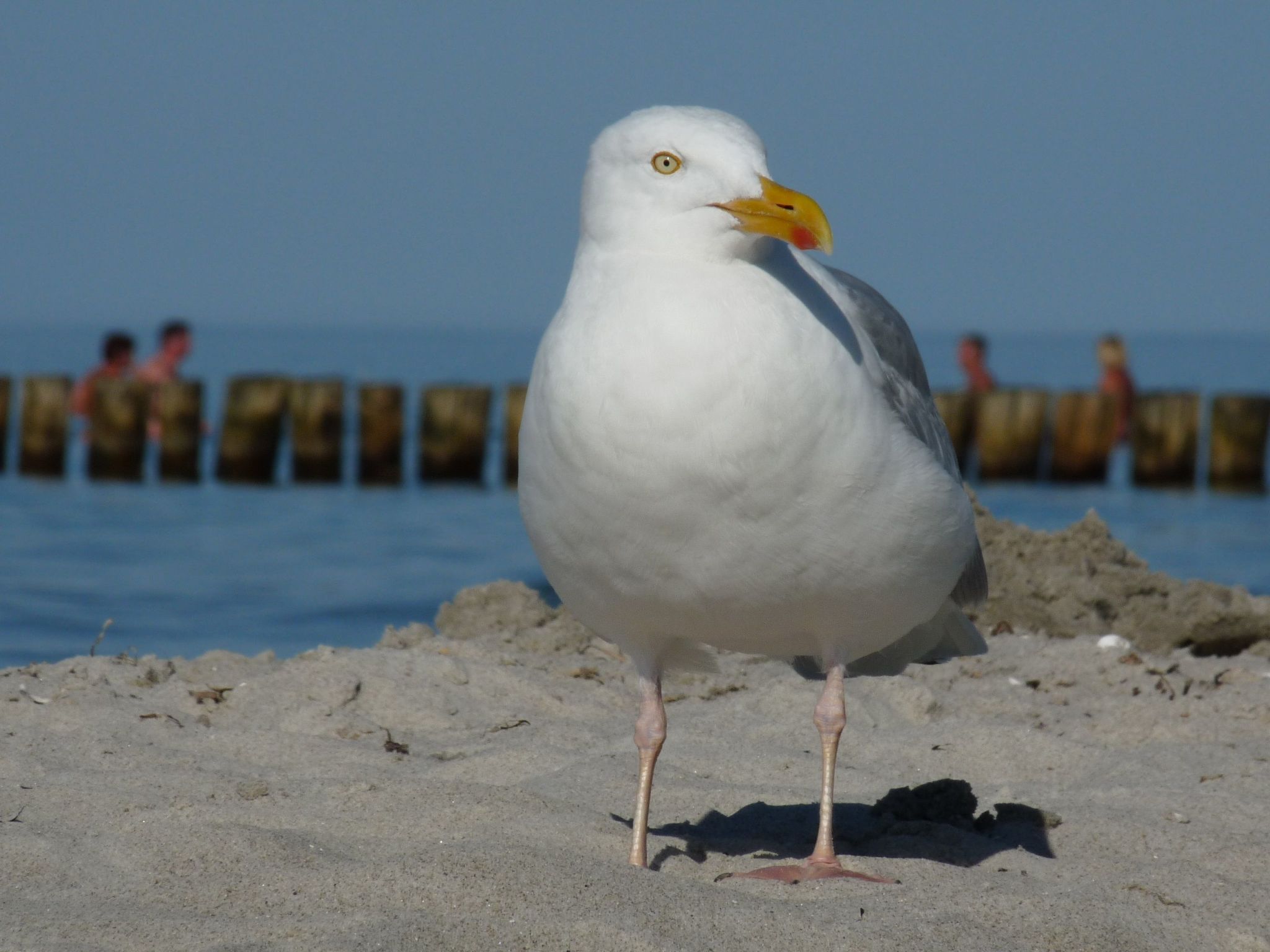 Janet Ratschkowski-Binnen