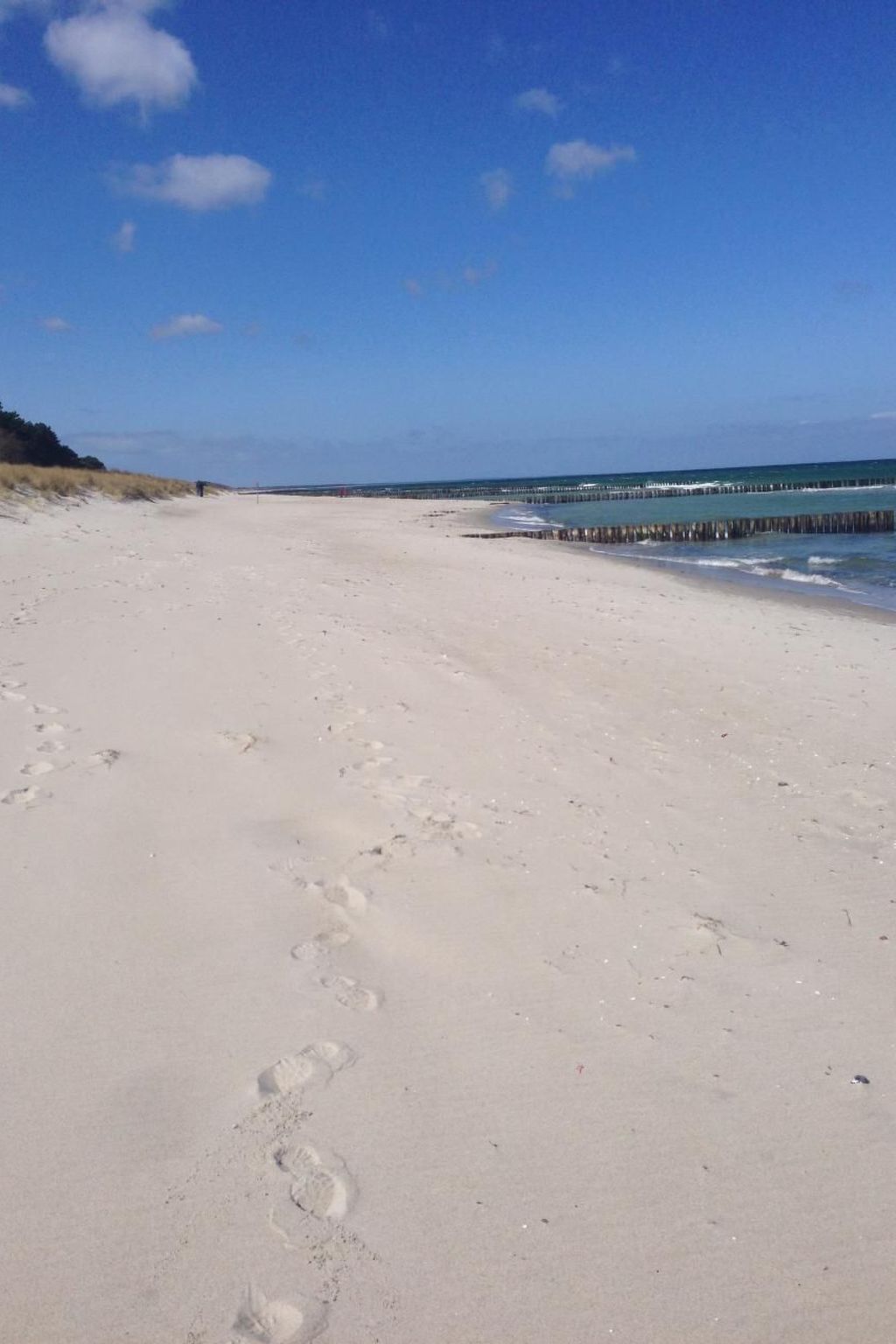 Seeschwalbe Helga-Image-tags.info