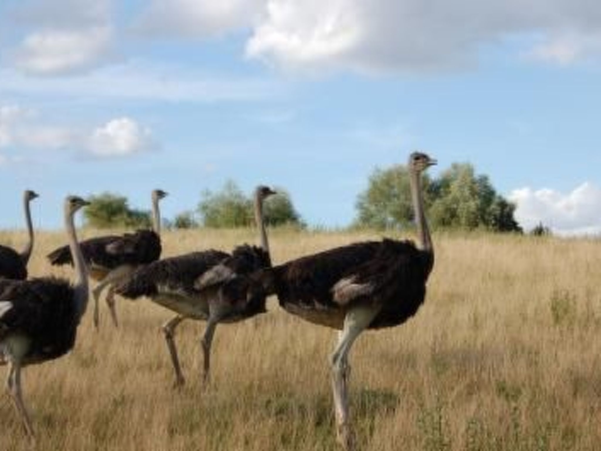 Alleenwiesen-Drinnen