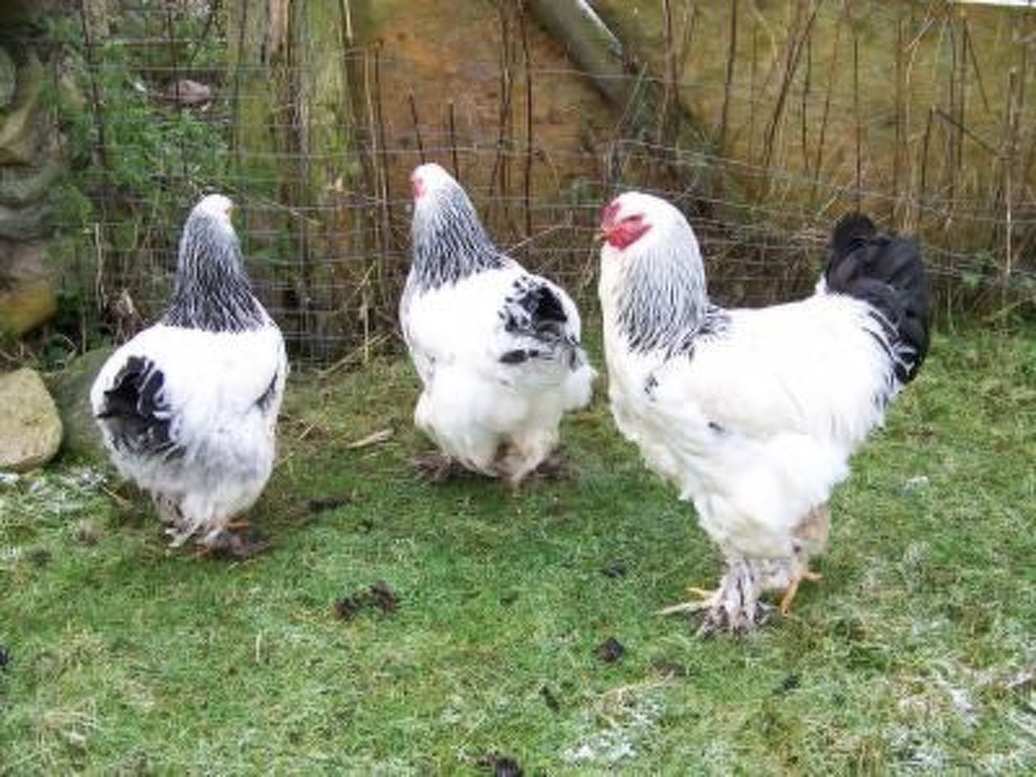 Alleenwiesen-Drinnen