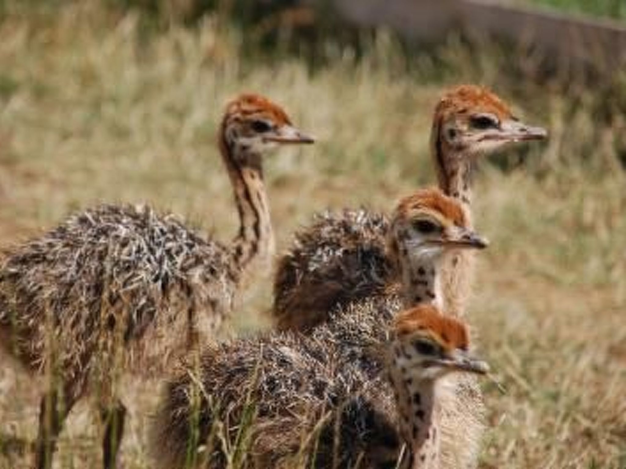 Alleenwiesen-Drinnen