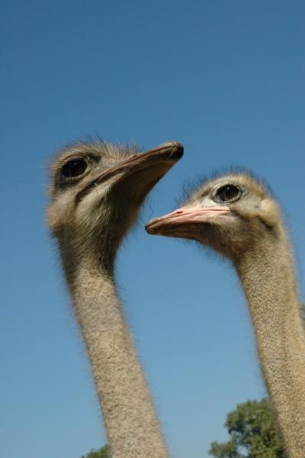 Alleenwiesen-Drinnen