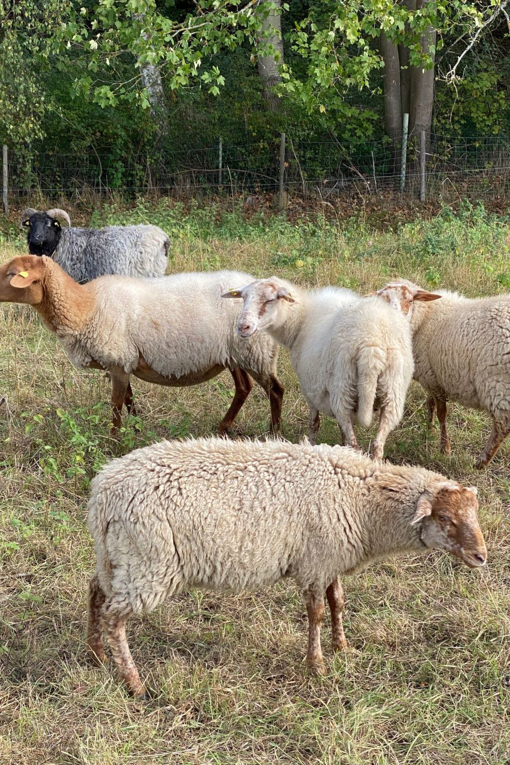 Taunustraum-Image-tags.info