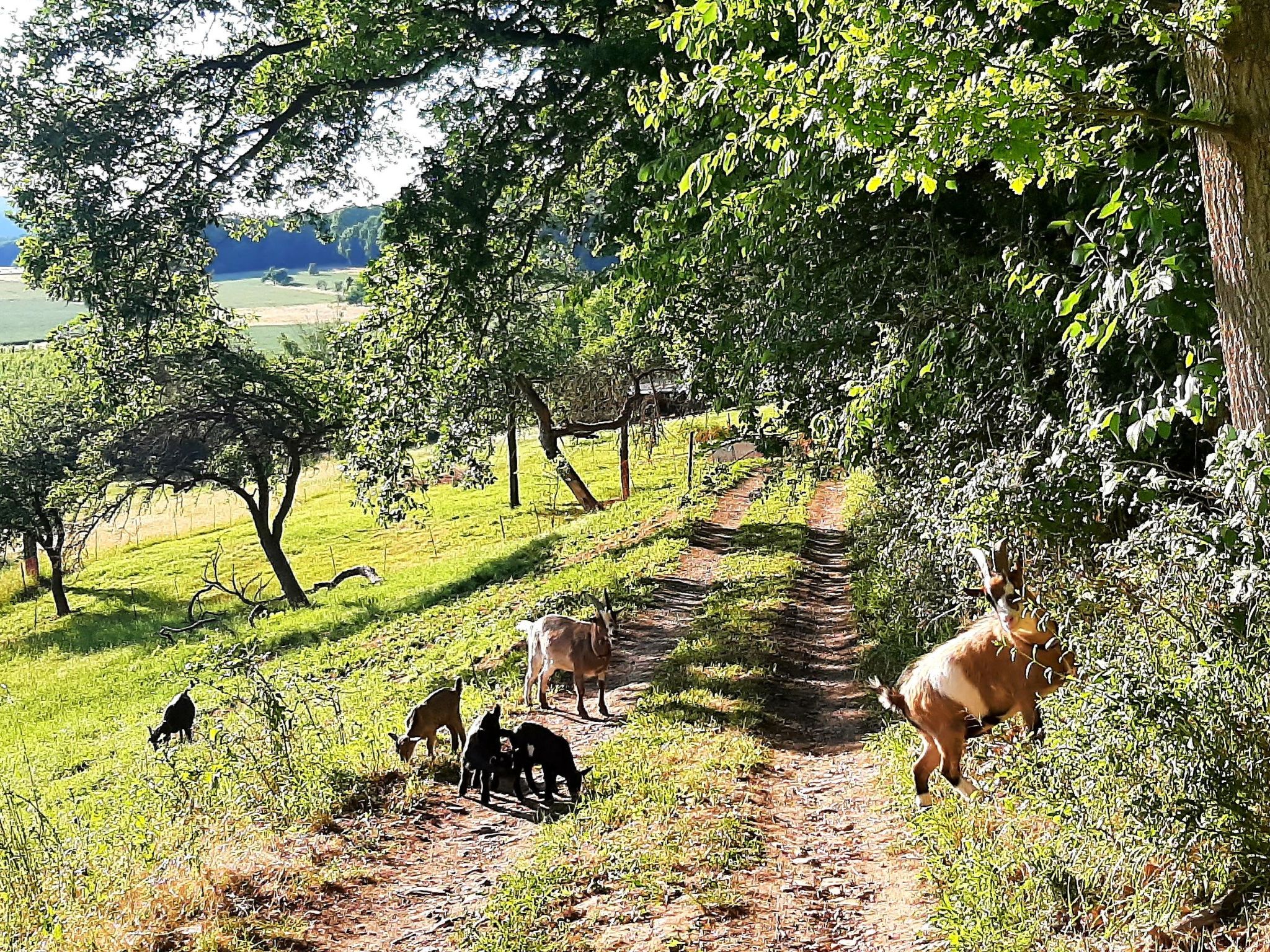 Vineyard-Suites FeWo-Image-tags.info