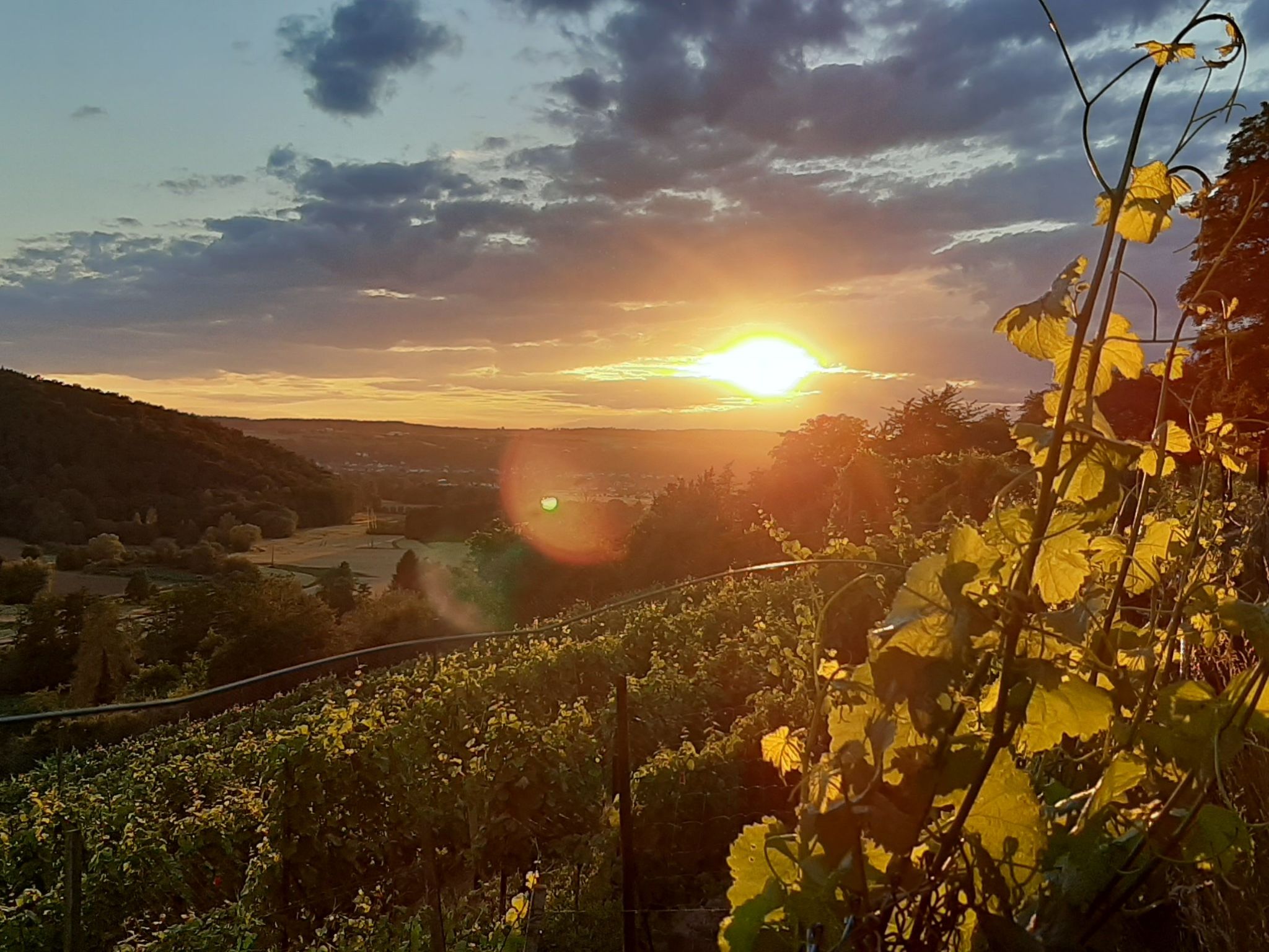 Vineyard-Suites FeWo-Image-tags.info