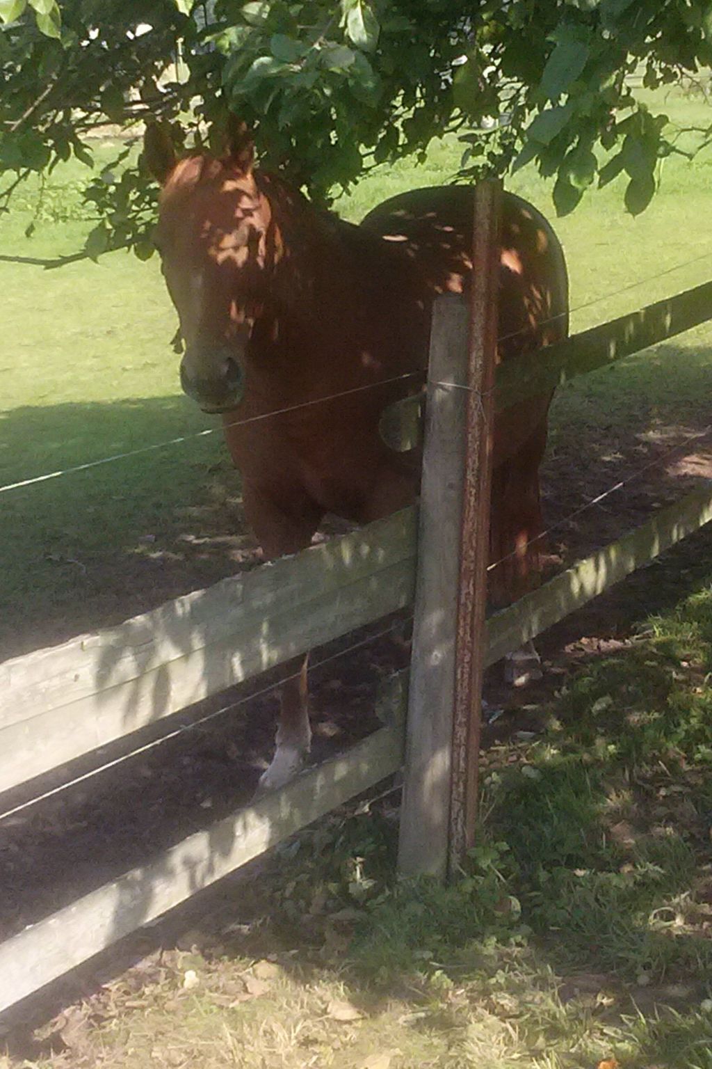 Apartment Laurence-Binnen