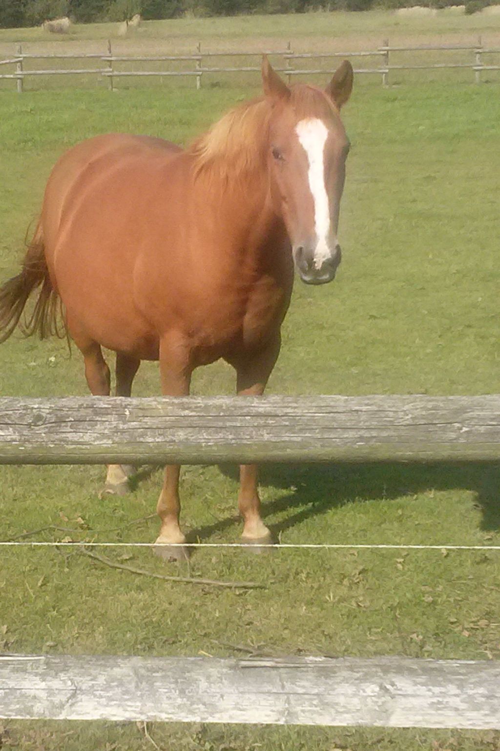 Apartment Laurence-Binnen