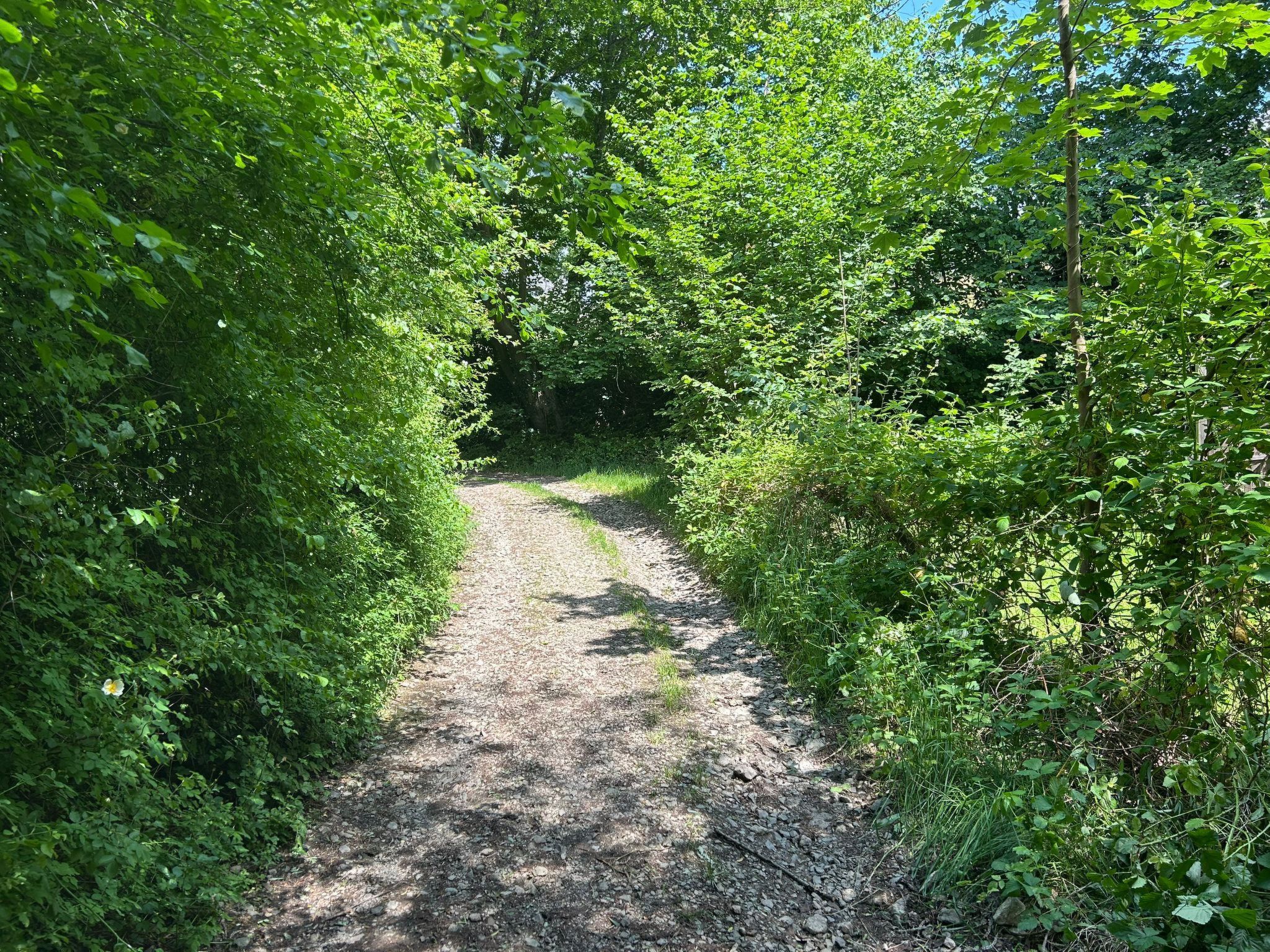 The Forest Retreat-Image-tags.info