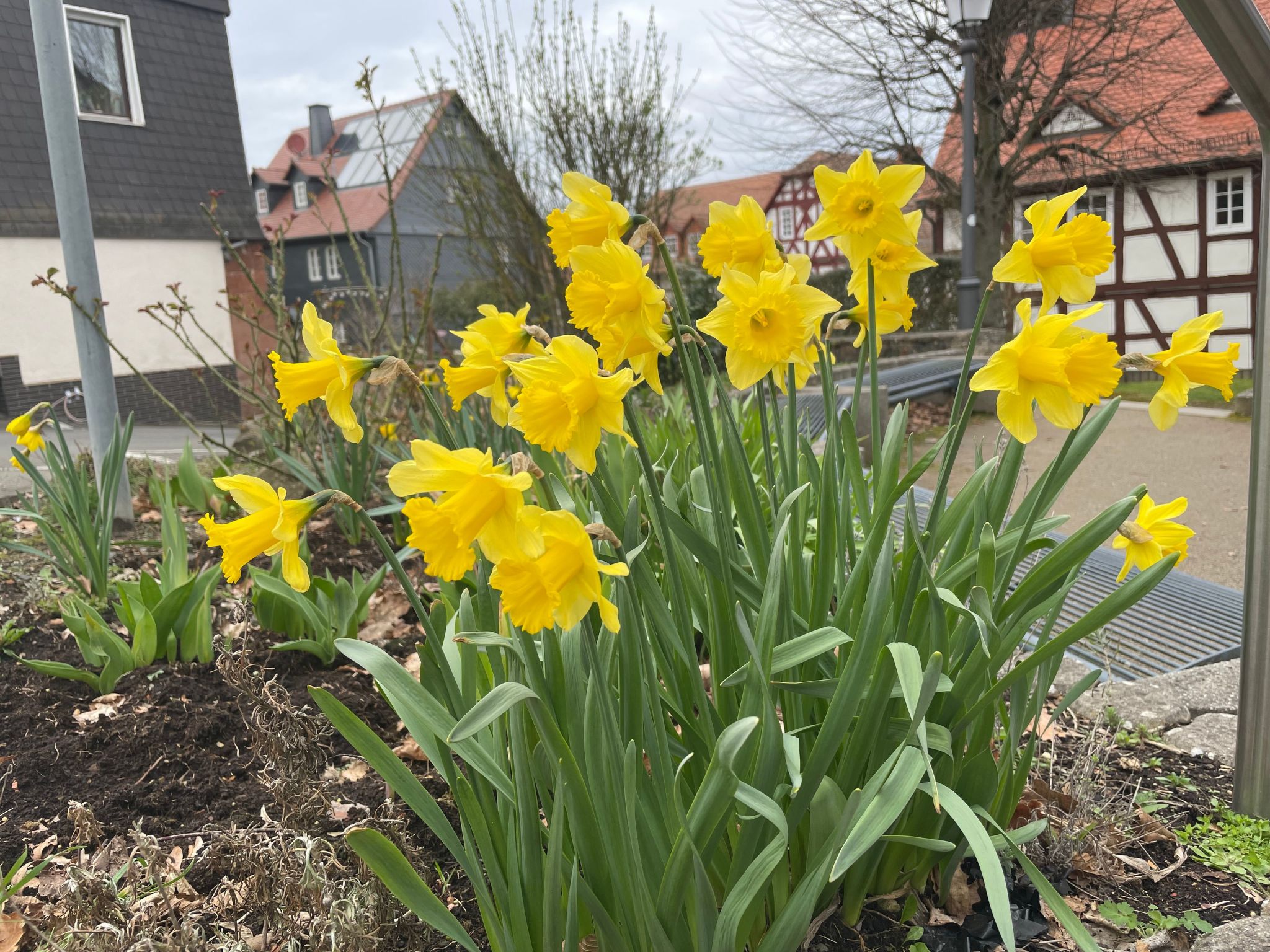 Amöneburg in Amöneburg
