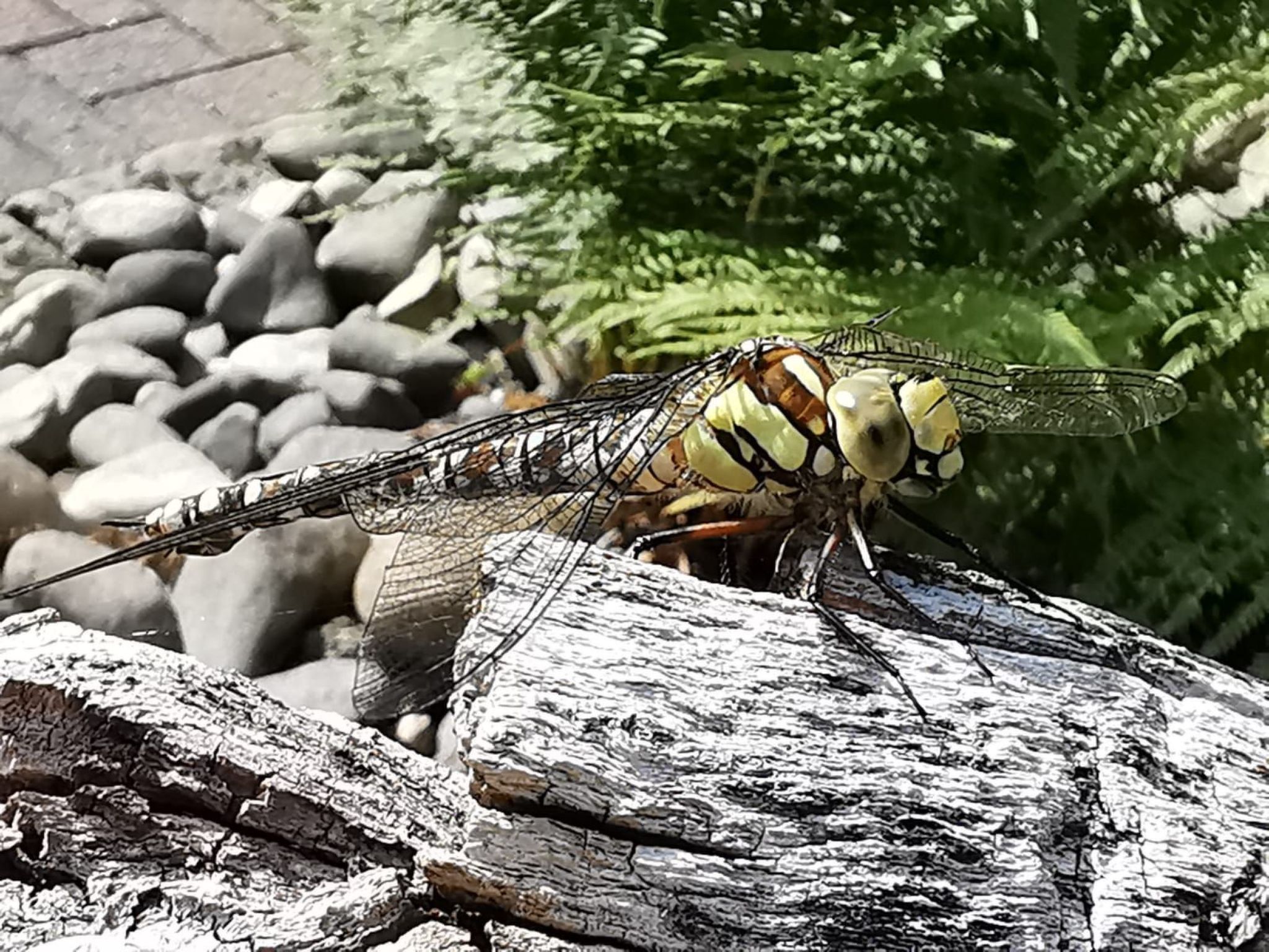 Jägerhaus-Image-tags.info