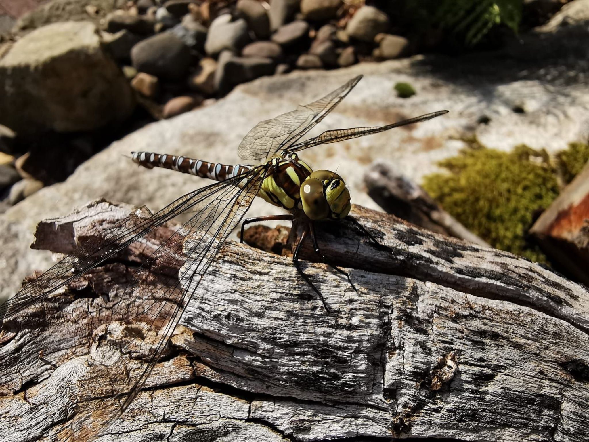 Jägerhaus-Image-tags.info
