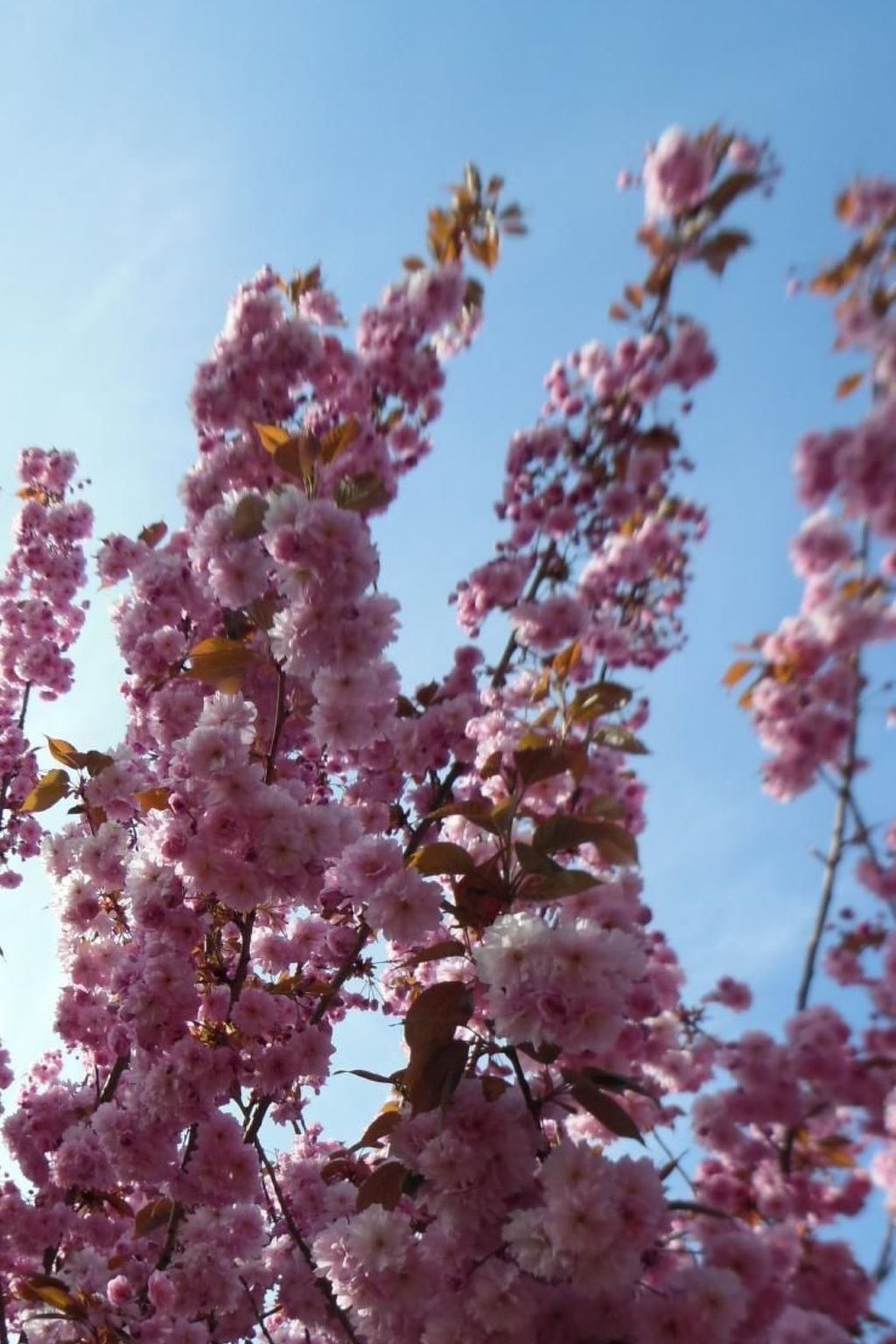 Mit Garten und Stellplatz-Binnen