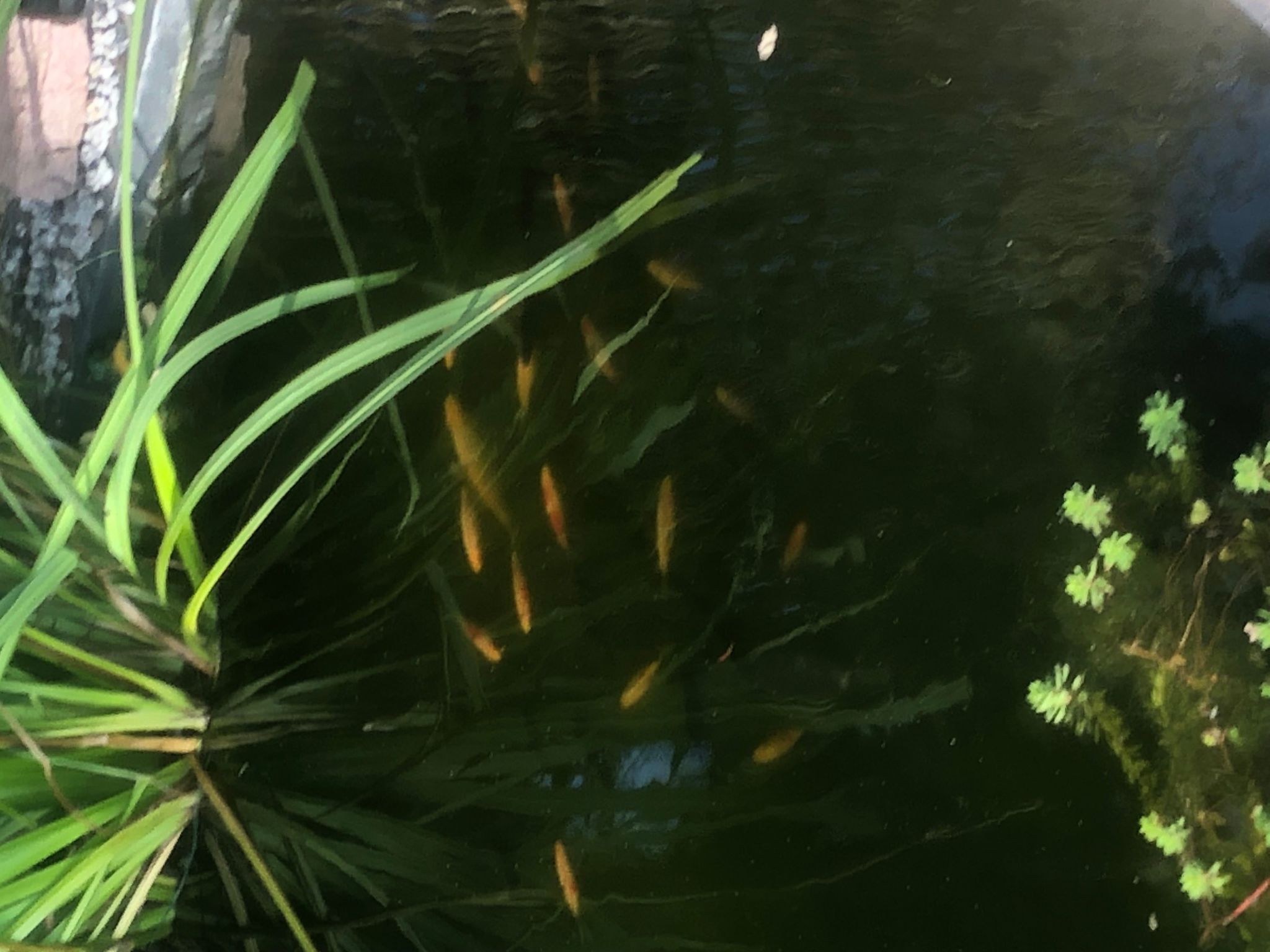 Spitzwegerich-Binnen