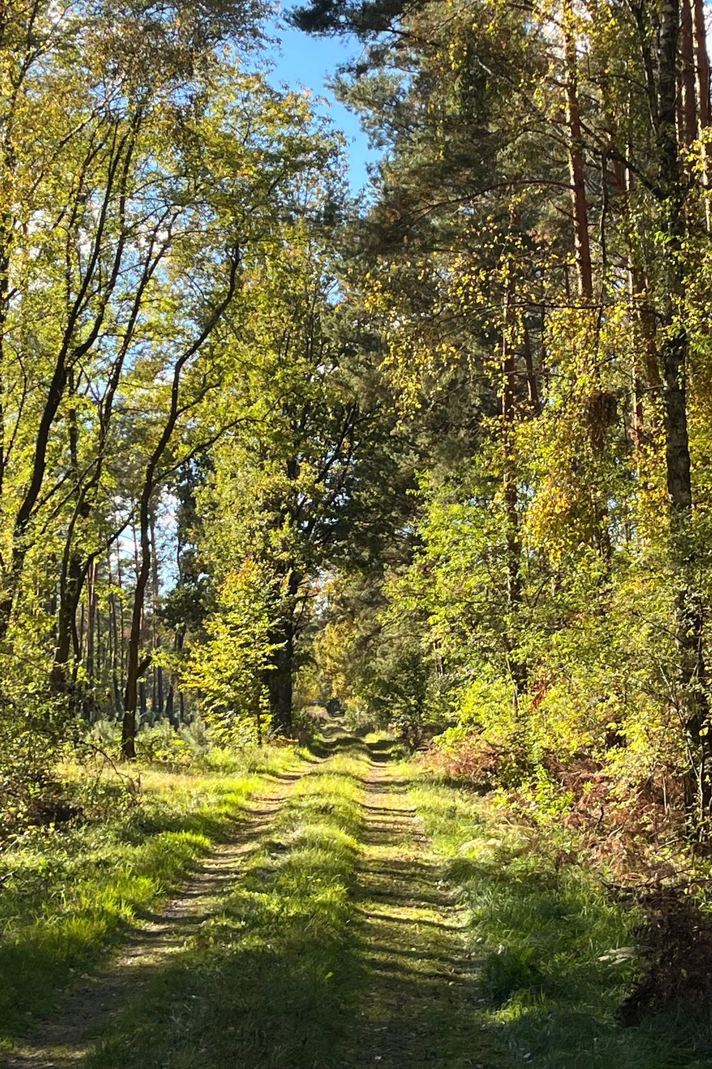 Spitzwegerich-Binnen