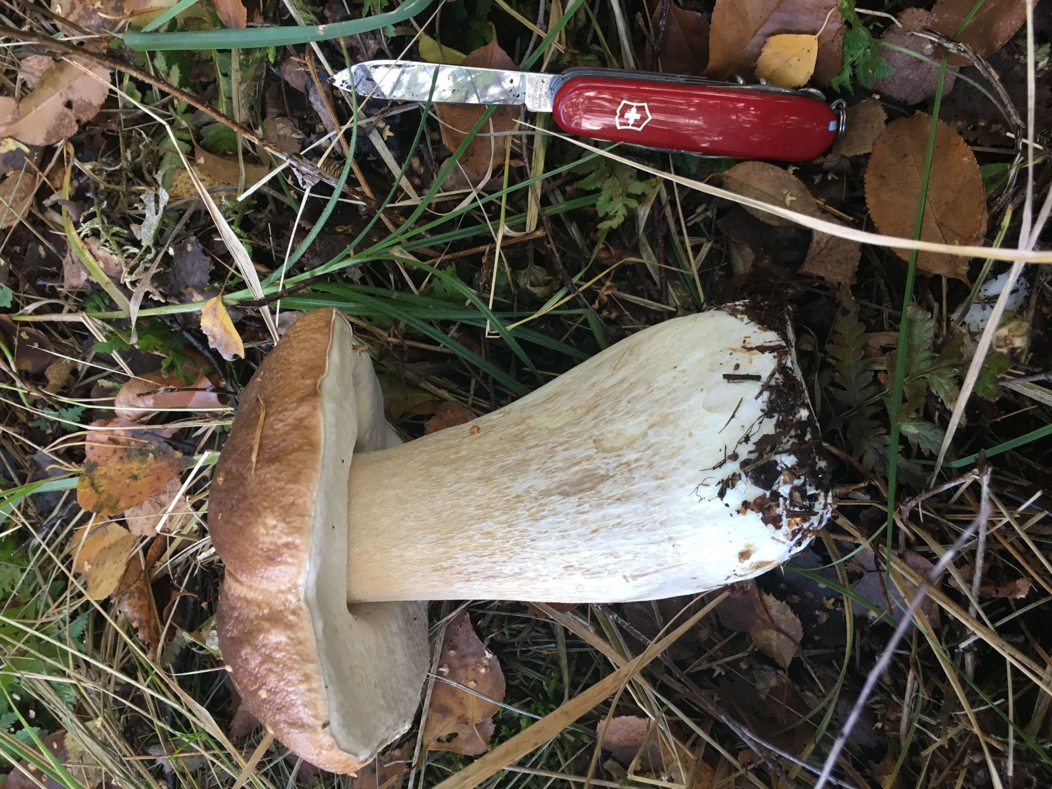 Spitzwegerich-Binnen