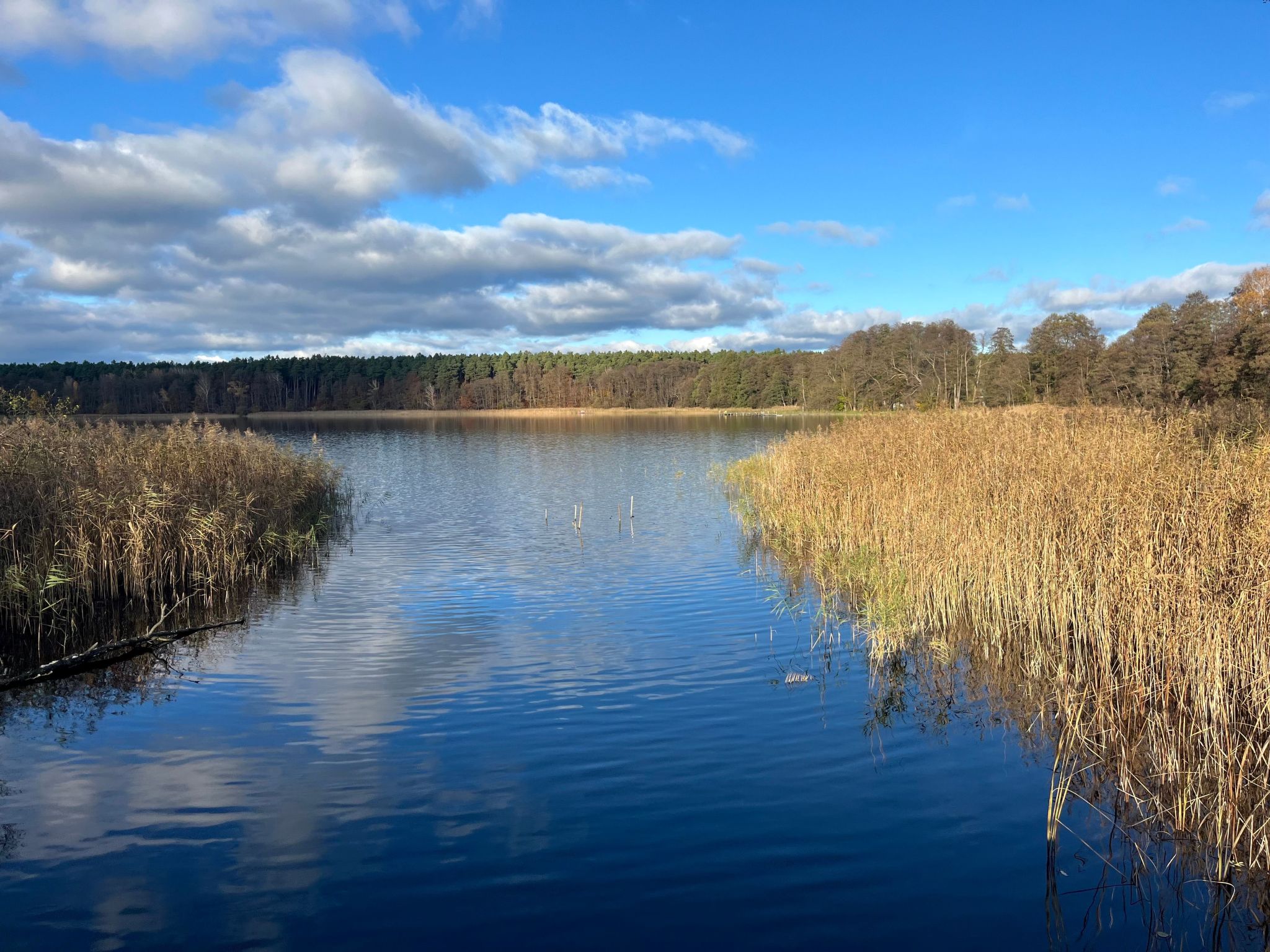 Spitzwegerich-Binnen