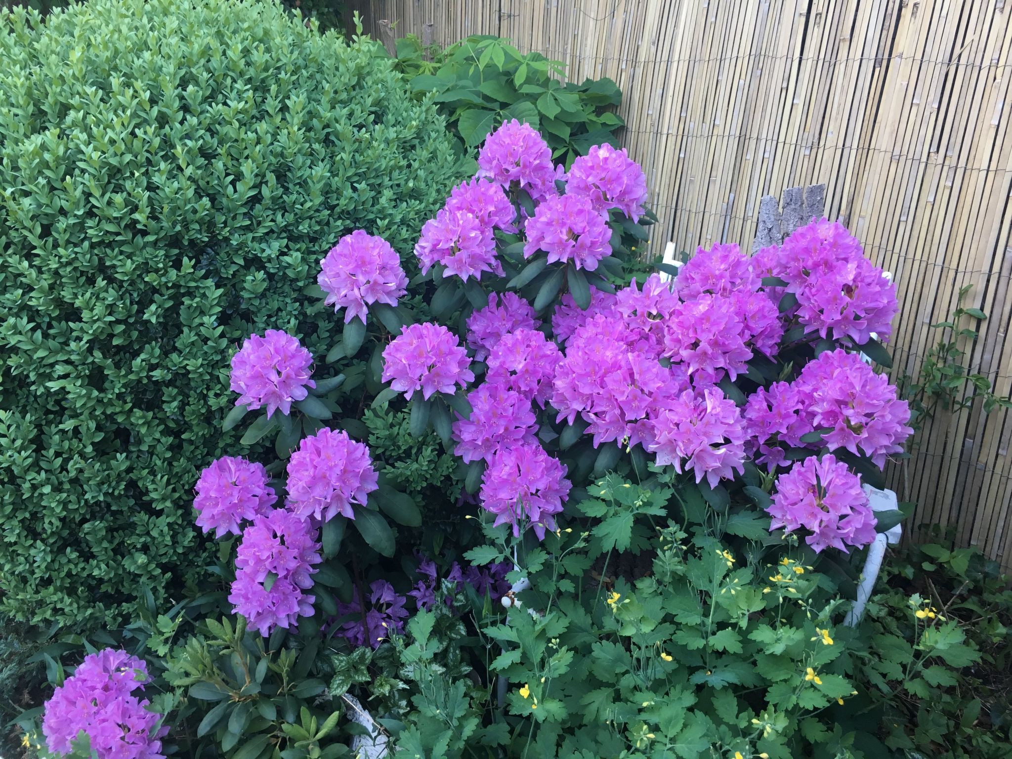 Spitzwegerich-Binnen