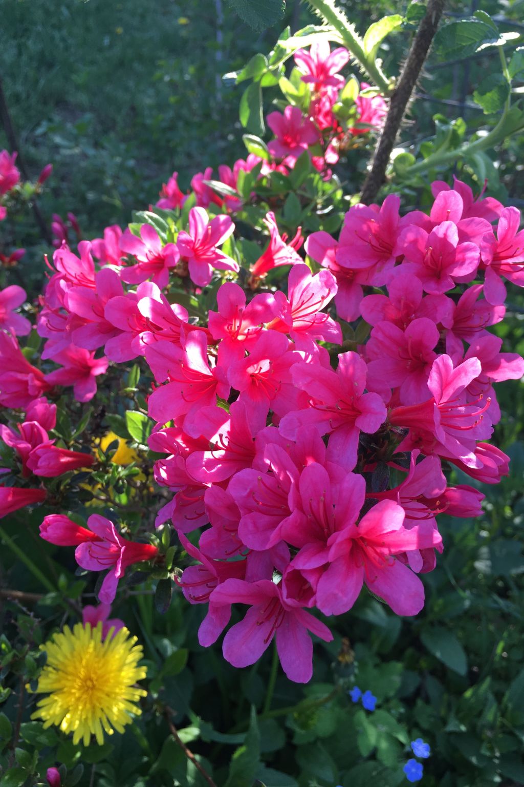 Spitzwegerich-Binnen