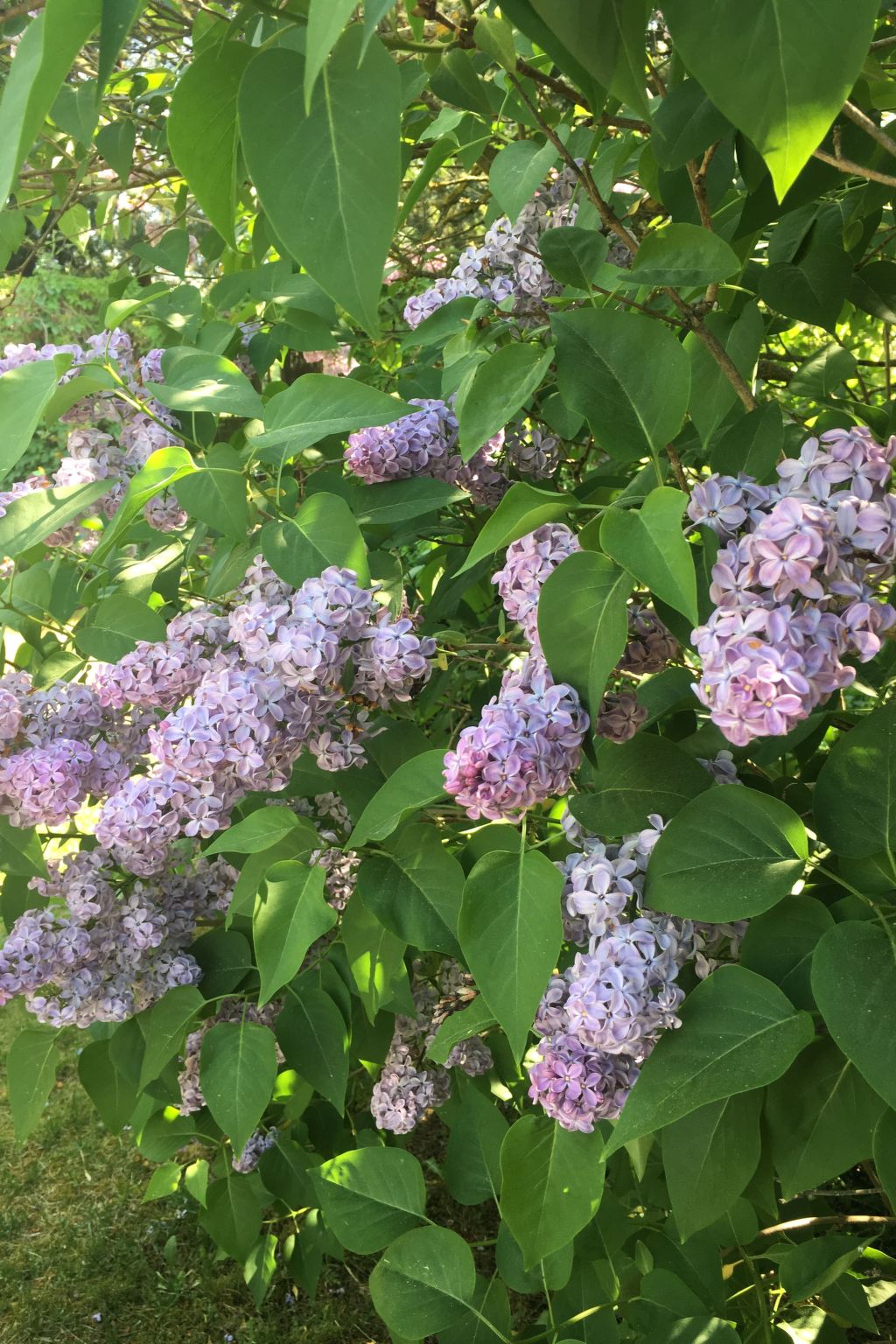 Spitzwegerich-Binnen