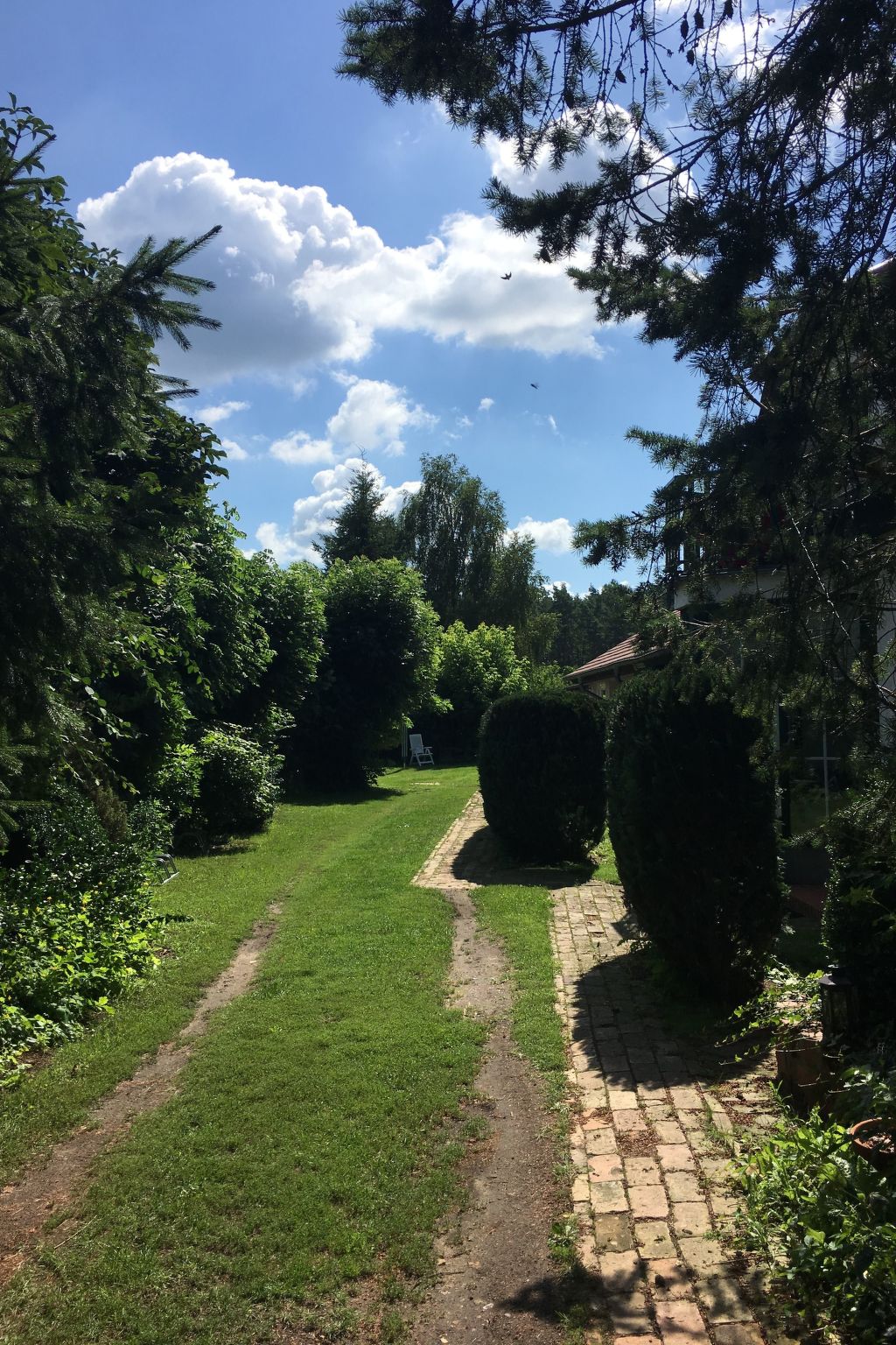 Löwenzahn mit Holu-Binnen