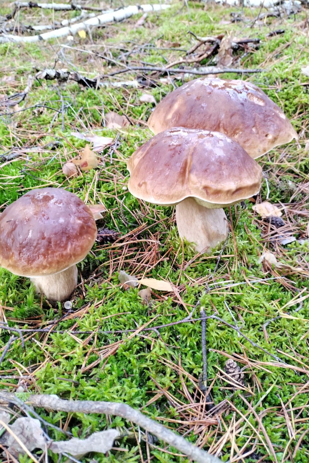 Vrijstaande bungalow aan de golfbaan in Ziesar, 16 km van de Oostzee - foto 33