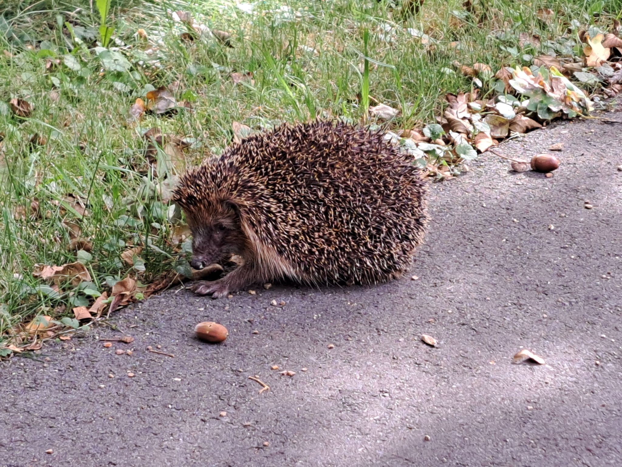 Fh "Molkenberg"-Binnen