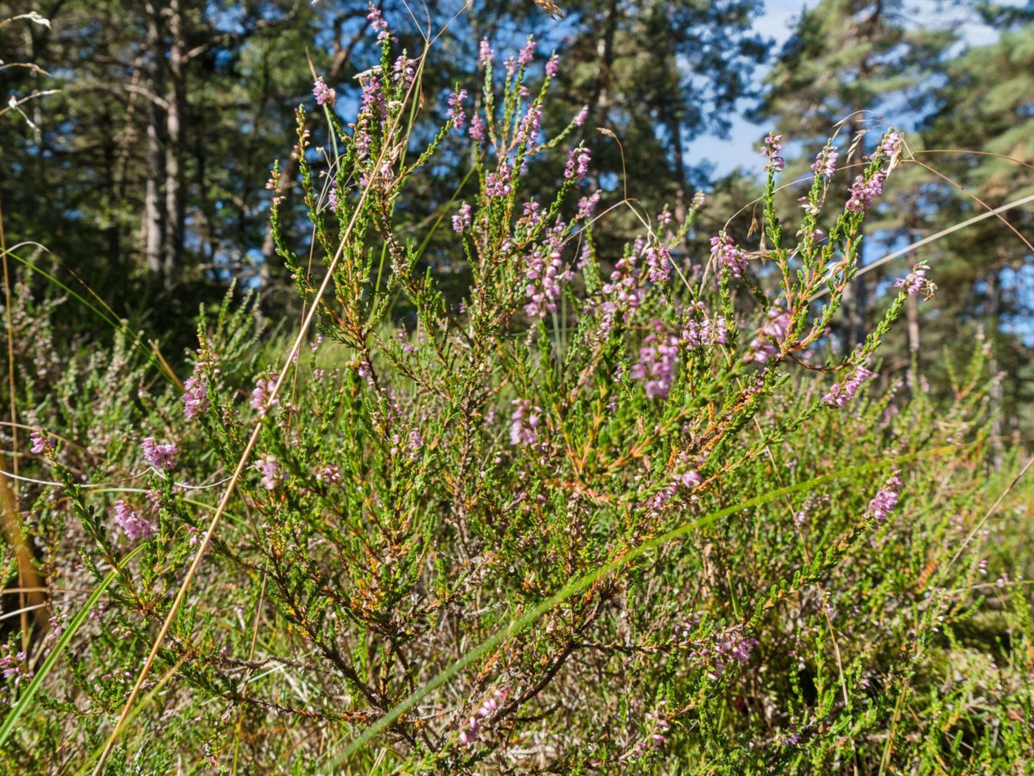 "Fredsine" - 1.2km from the sea - Buiten