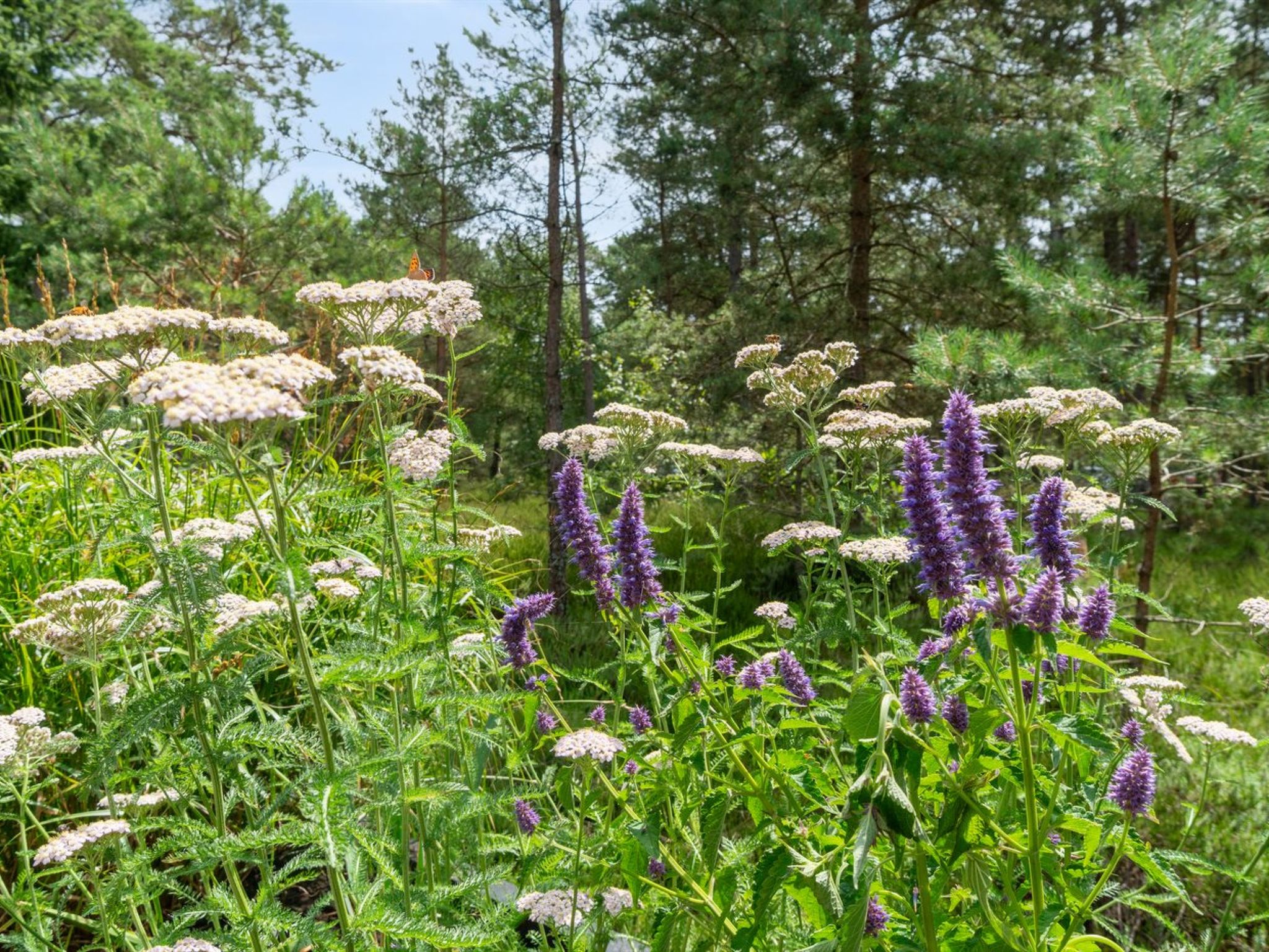 "Reinke" - 450m from the sea-Buiten