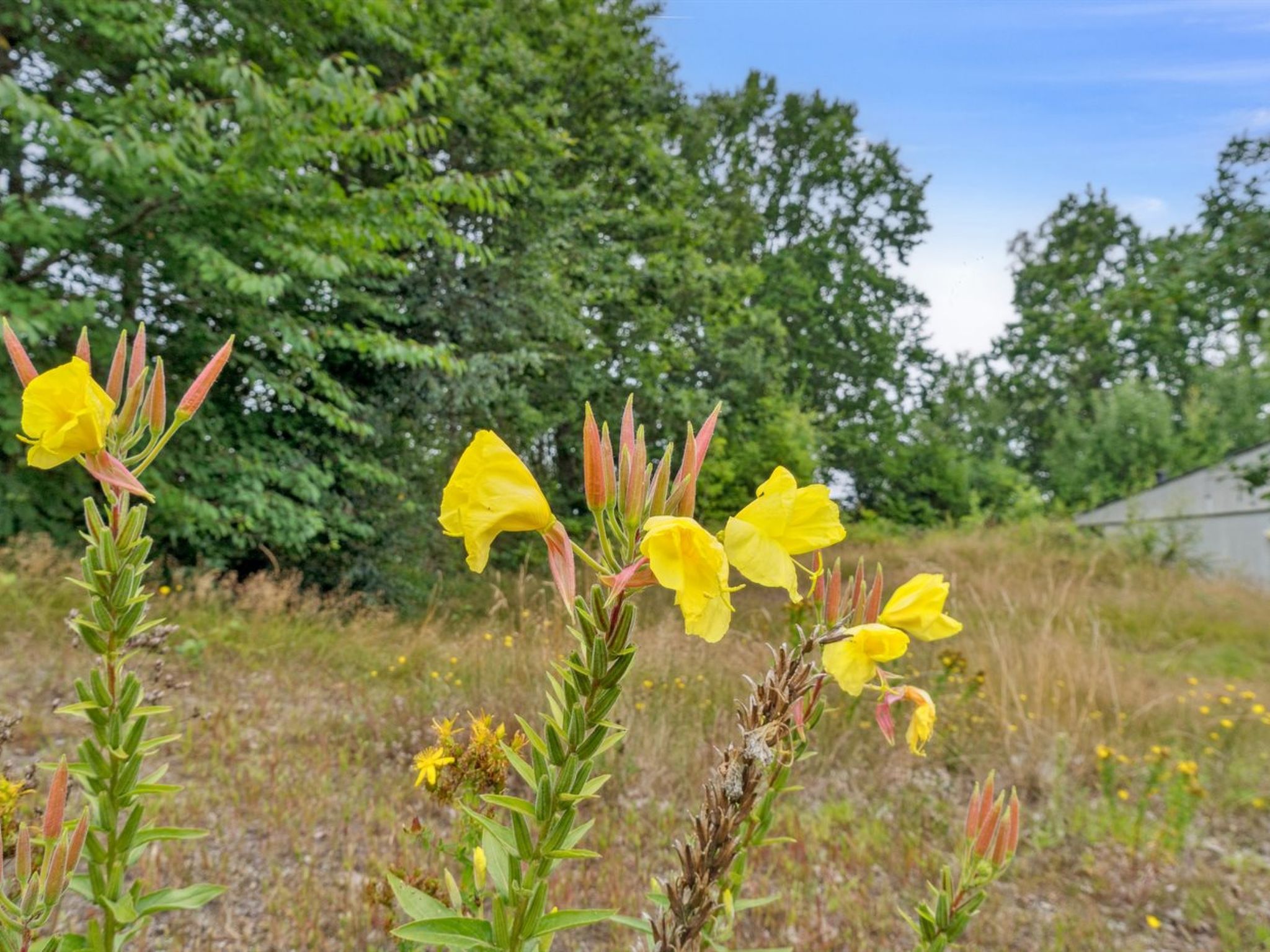 "Vili" - 300m from the sea-Draußen