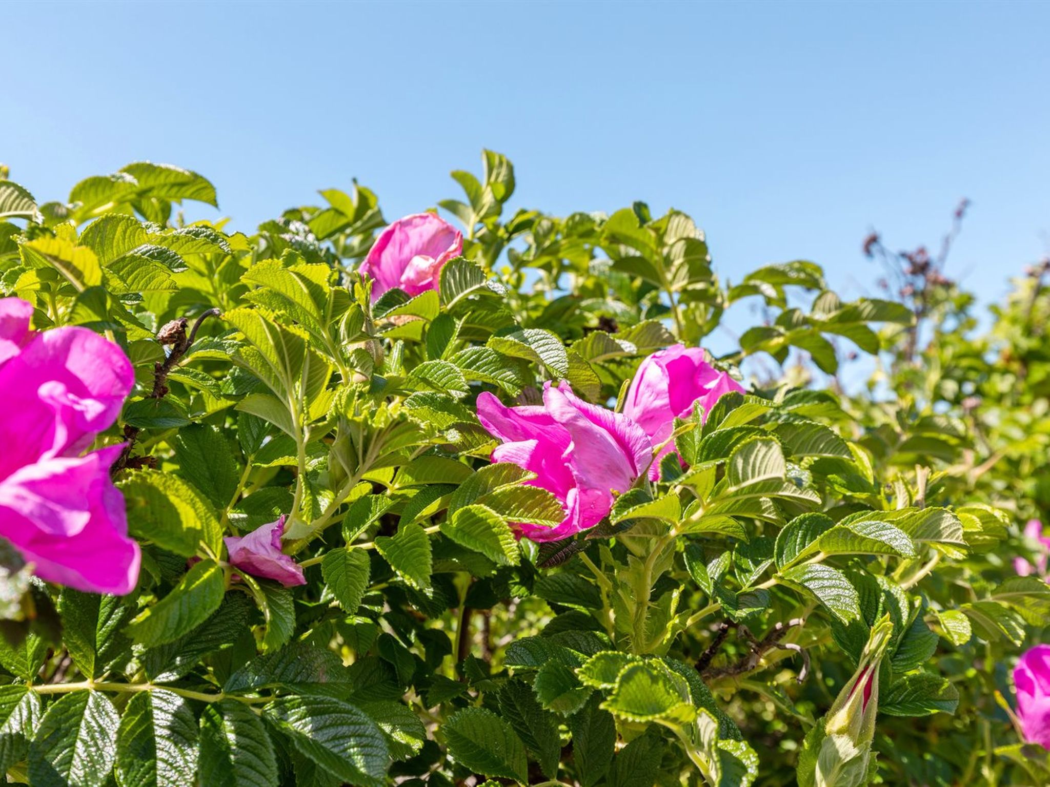 "Lahja" - 400m from the sea-Buiten